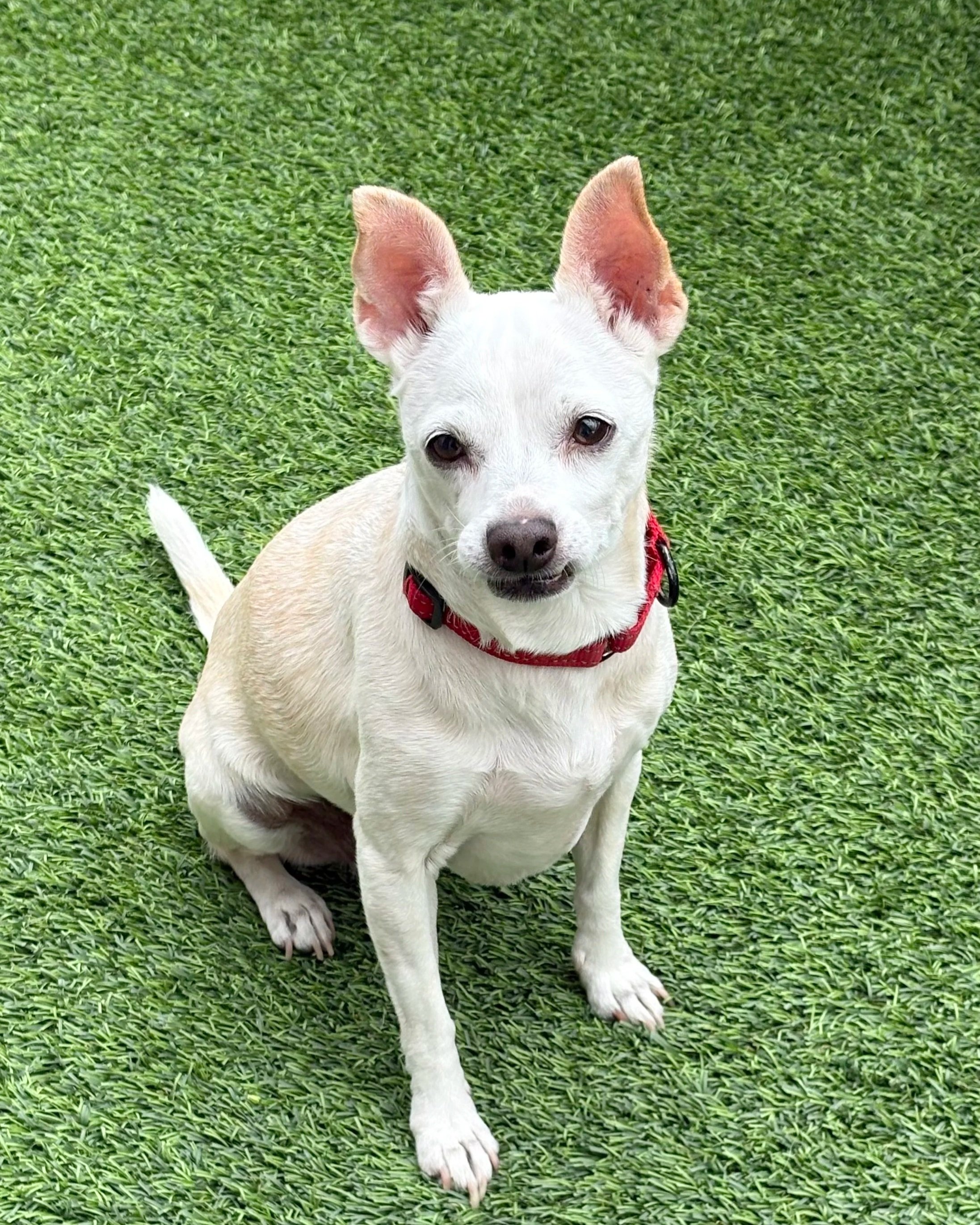 Mrs. Gerntrude/ Female/ Chihuahua X/ 11 Years Old