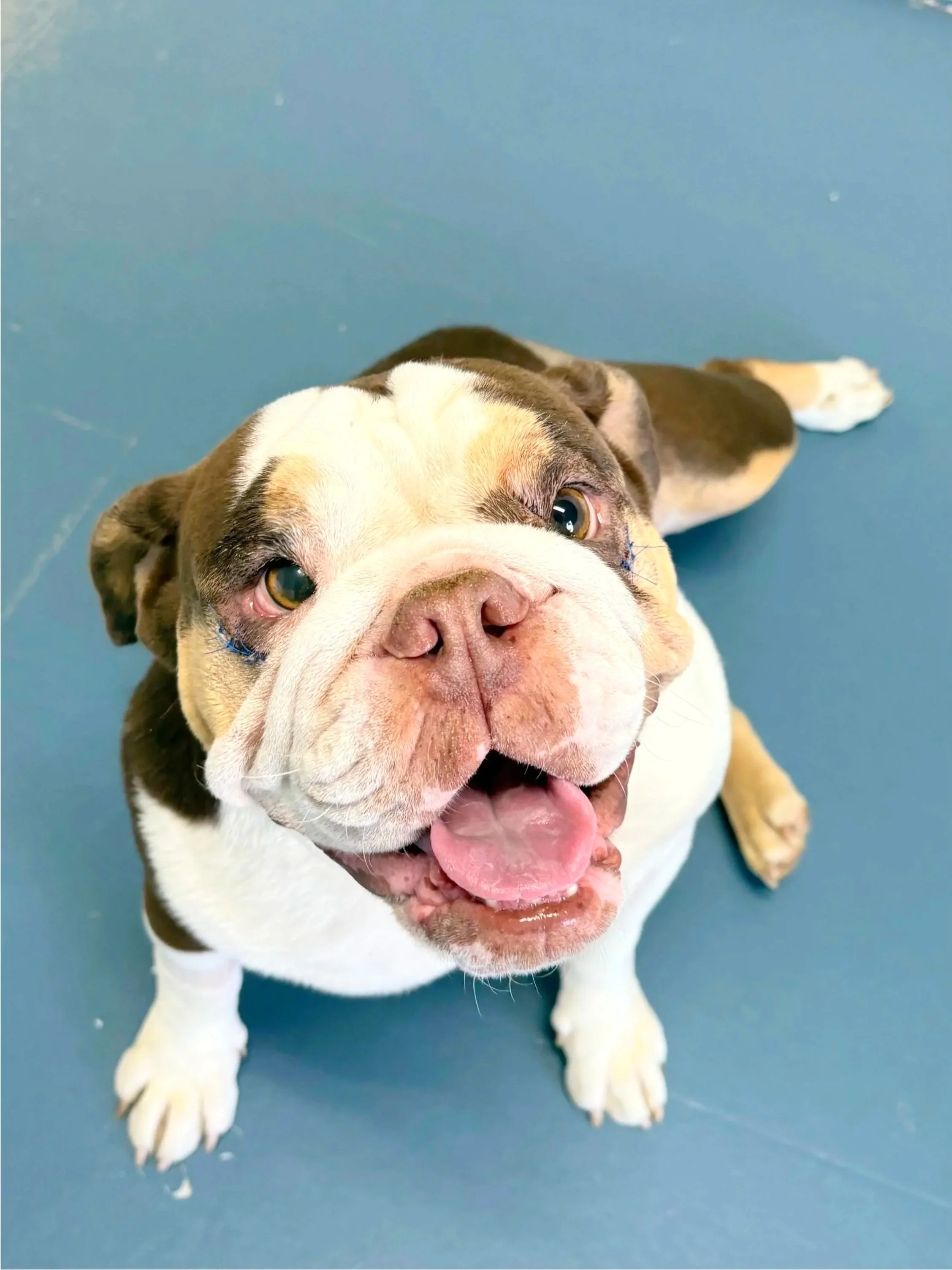 Queenie/Enghlish Bulldog/2 Years old. (Medical Observation) 