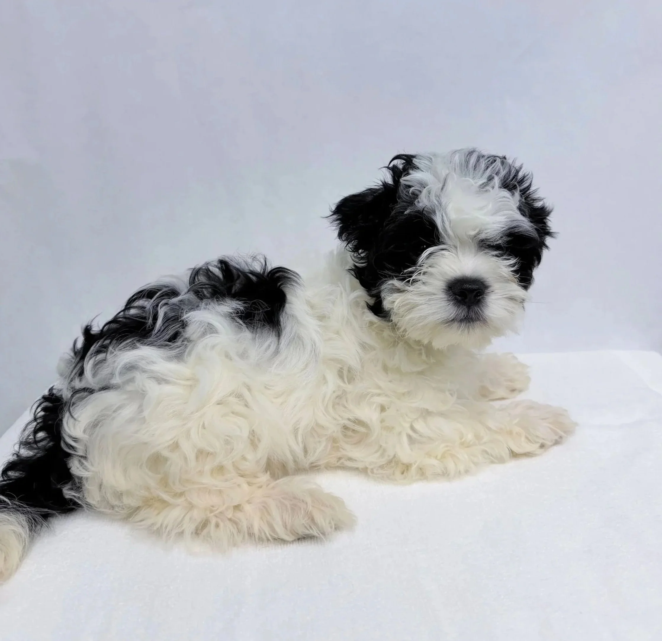 Crispy/ Male/ 8 Weeks. Please note: Pets listed as “Coming Soon” are not yet available. We don’t know exactly when they will be available, so please check our website for updates.