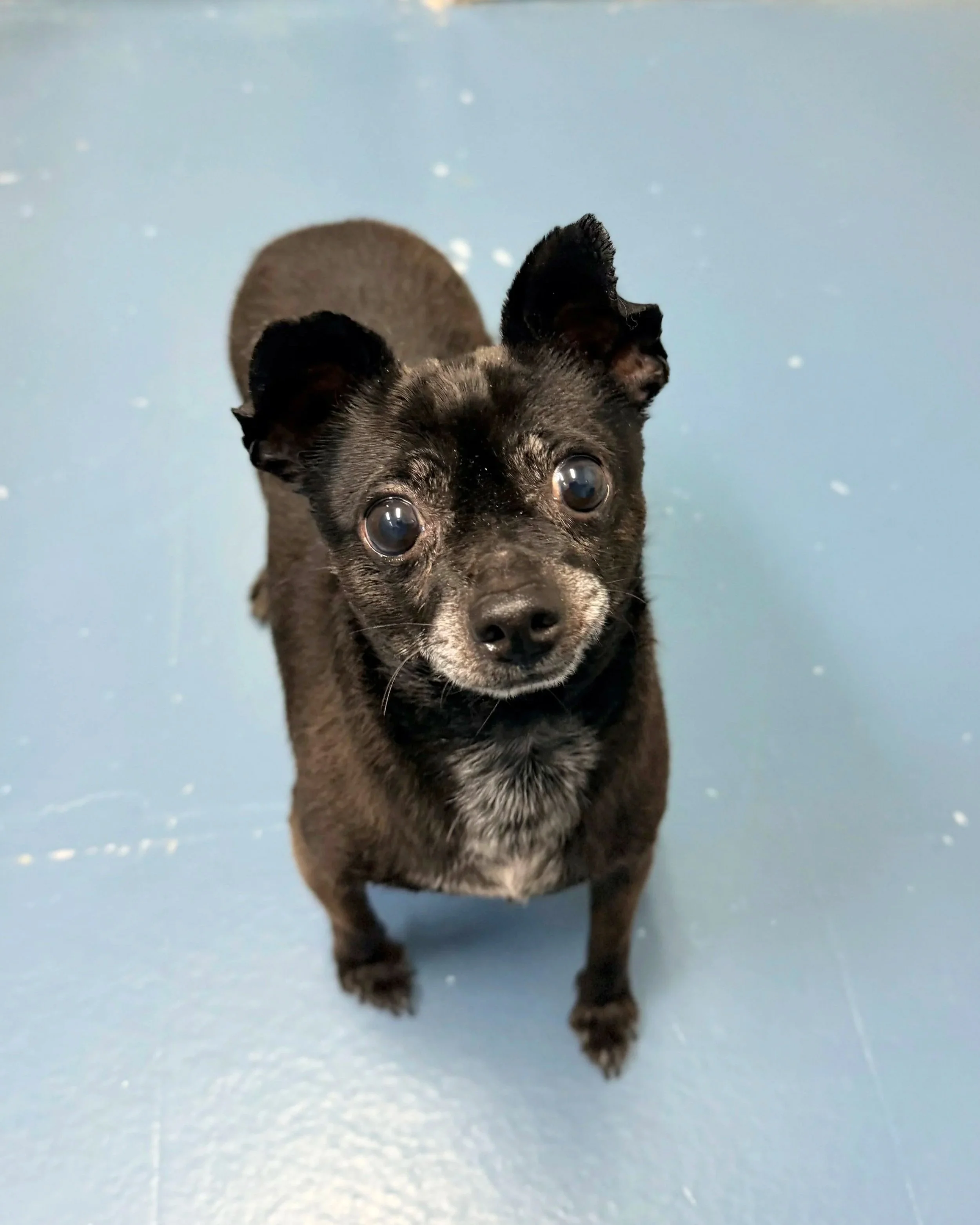 Tobias/Chihuahua/Male/3.5 years old.