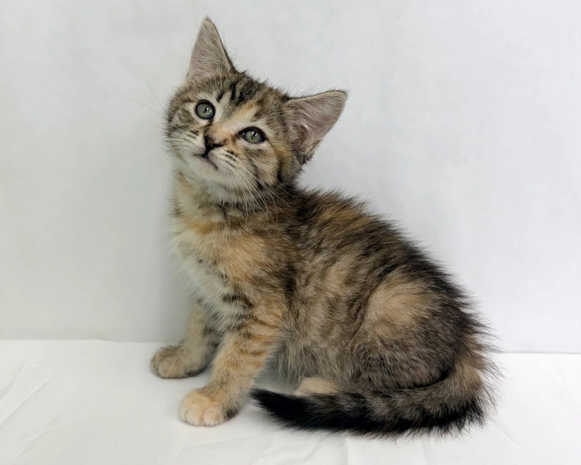Pocus/Female/6 weeks