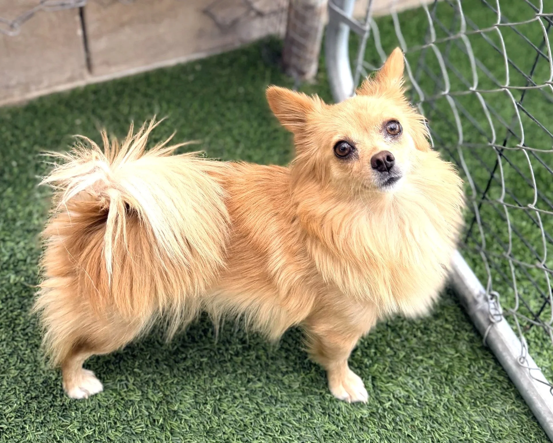 Goldie/Chi-Pom Mix/2 years