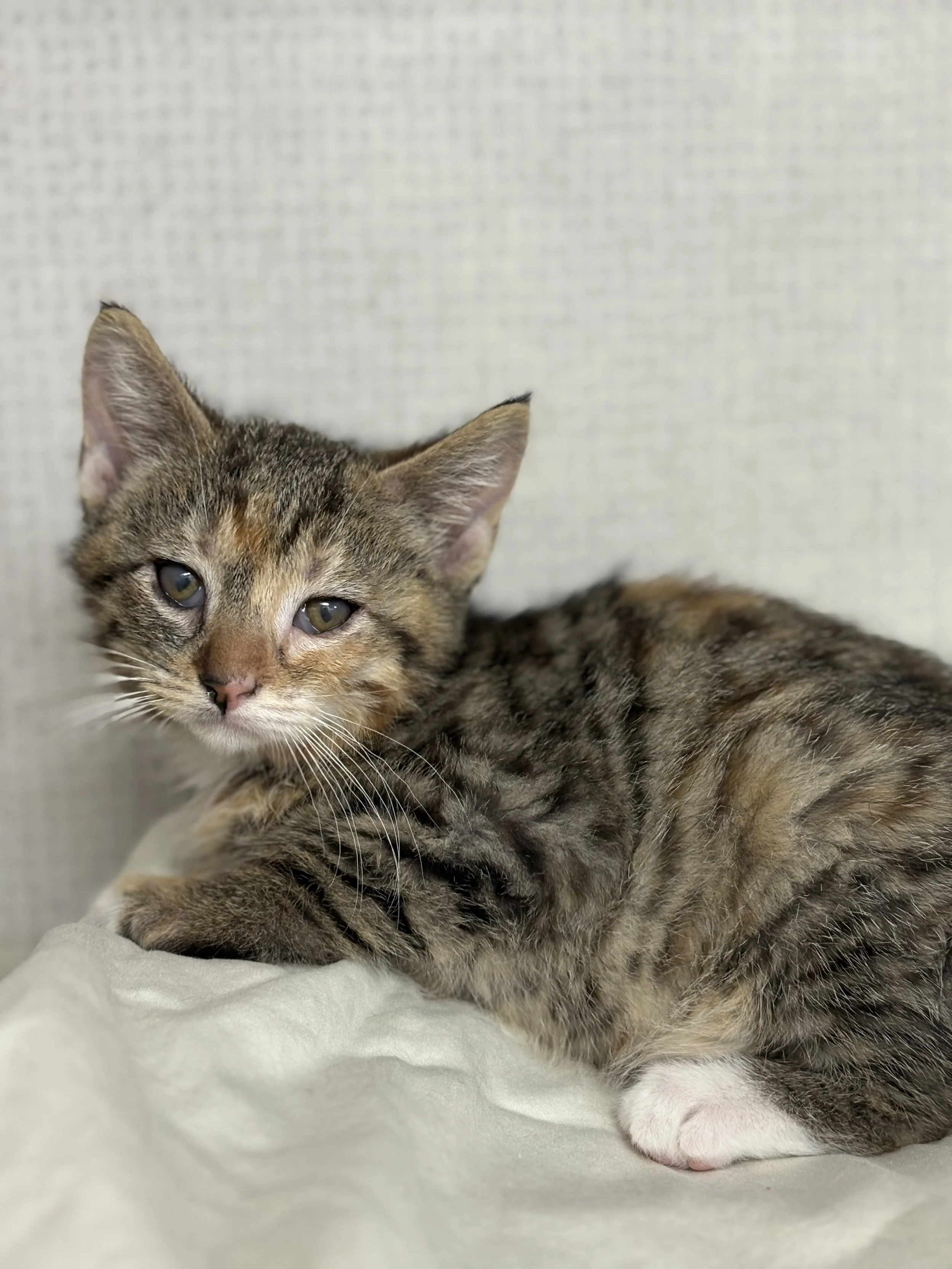 Whiskerella/ Female/ 6 Weeks Approx/