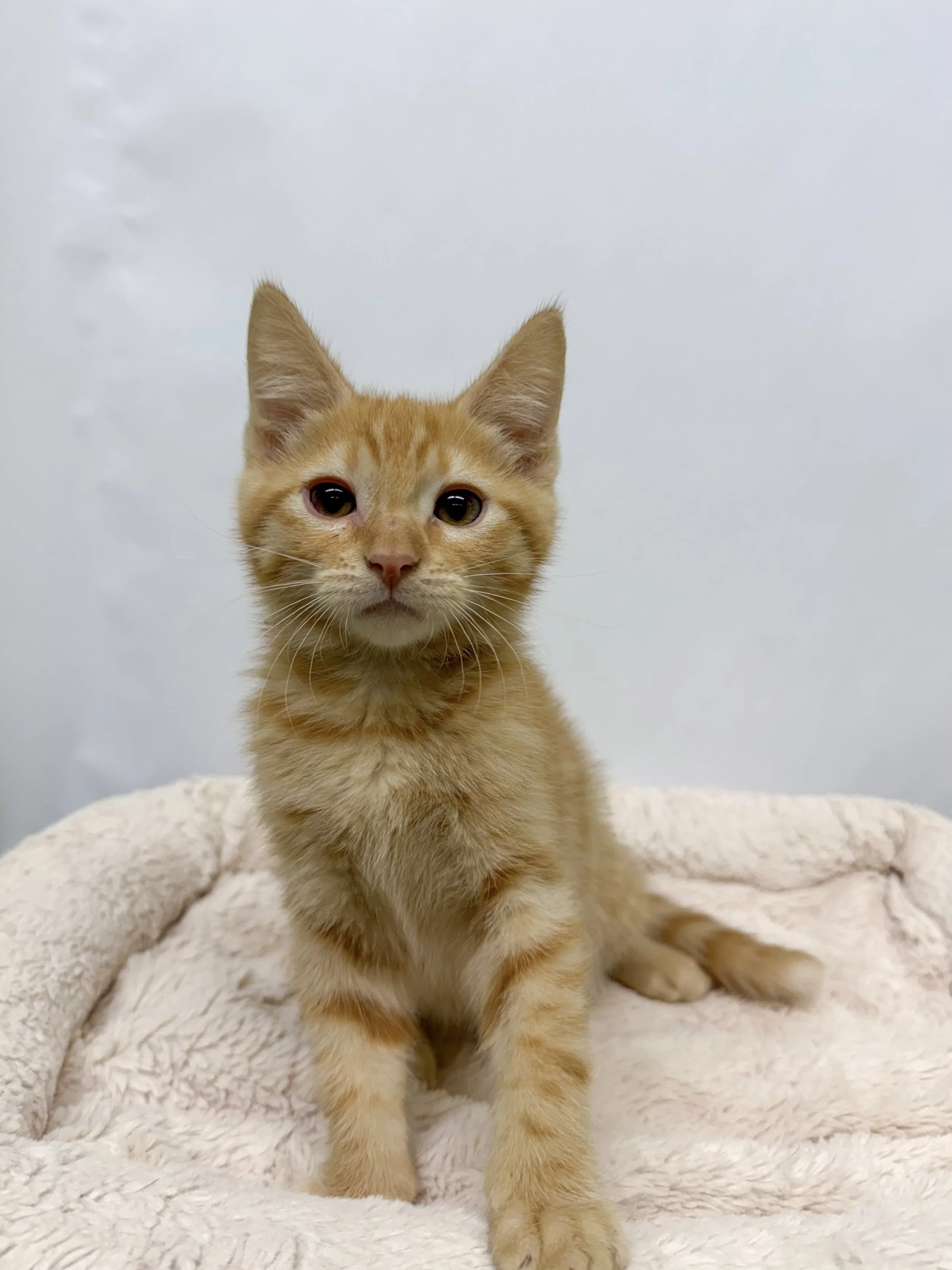 Hobbes/Male/ 11 Weeks