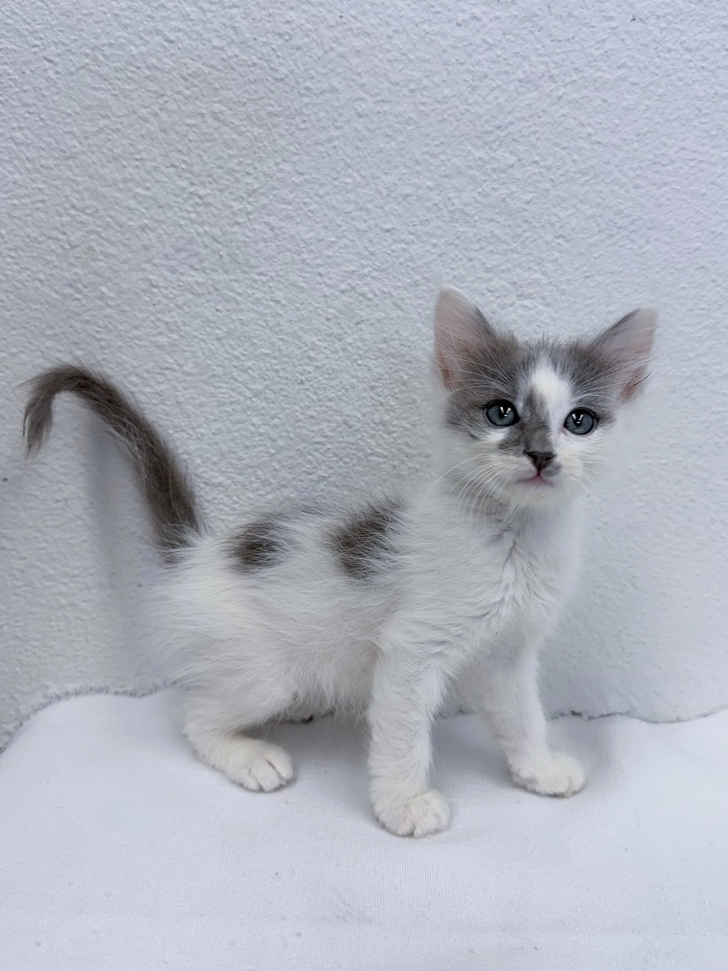 Scrappy, male, 6 weeks