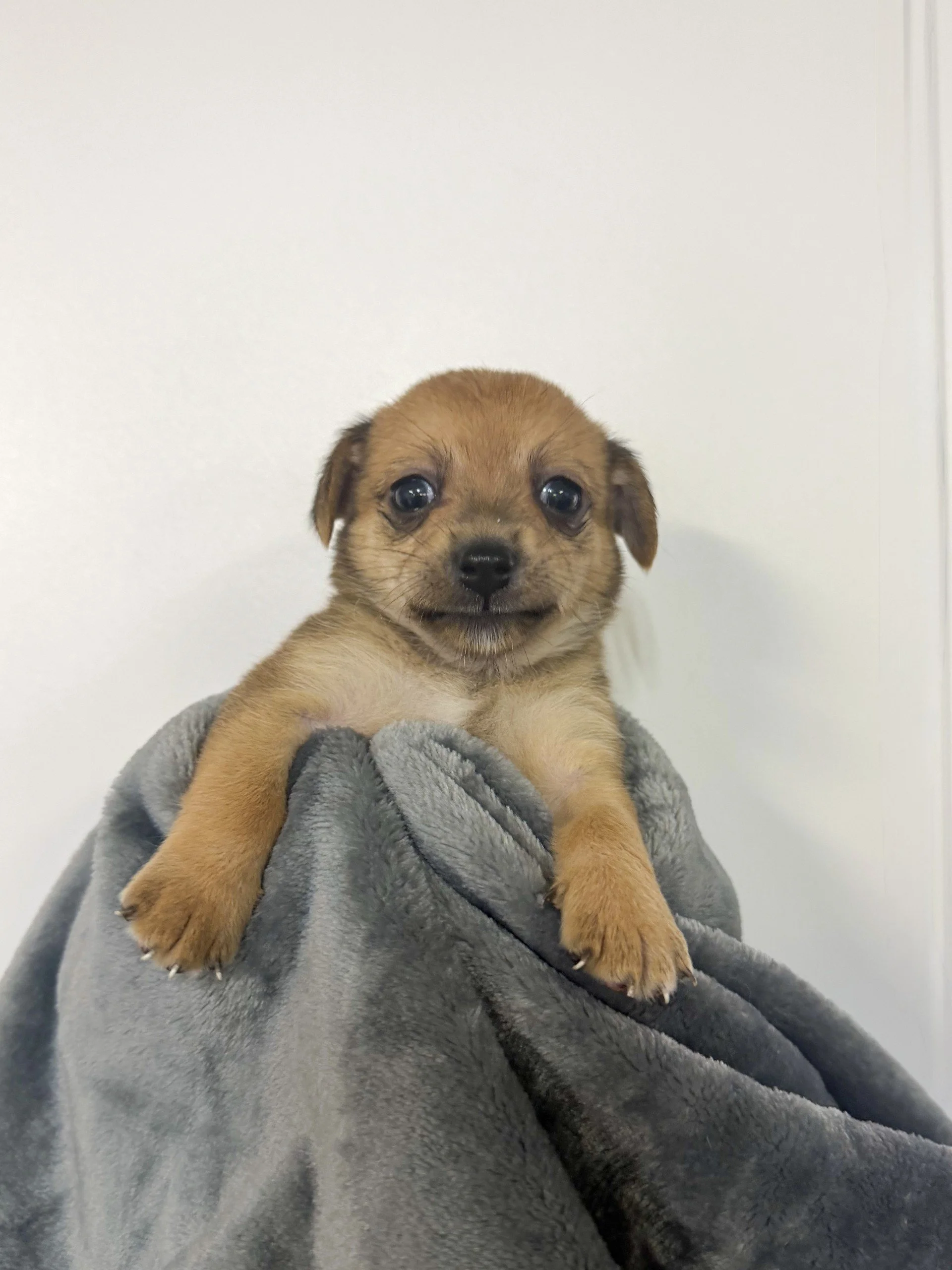 Autumn/Female/4 weeks