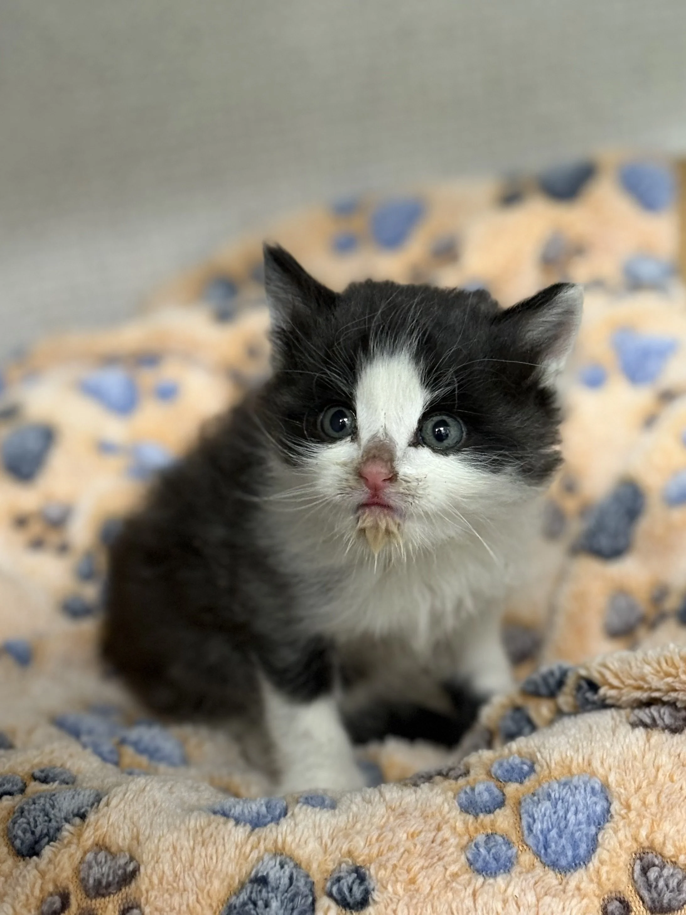 Bramble- Male- 5 Weeks