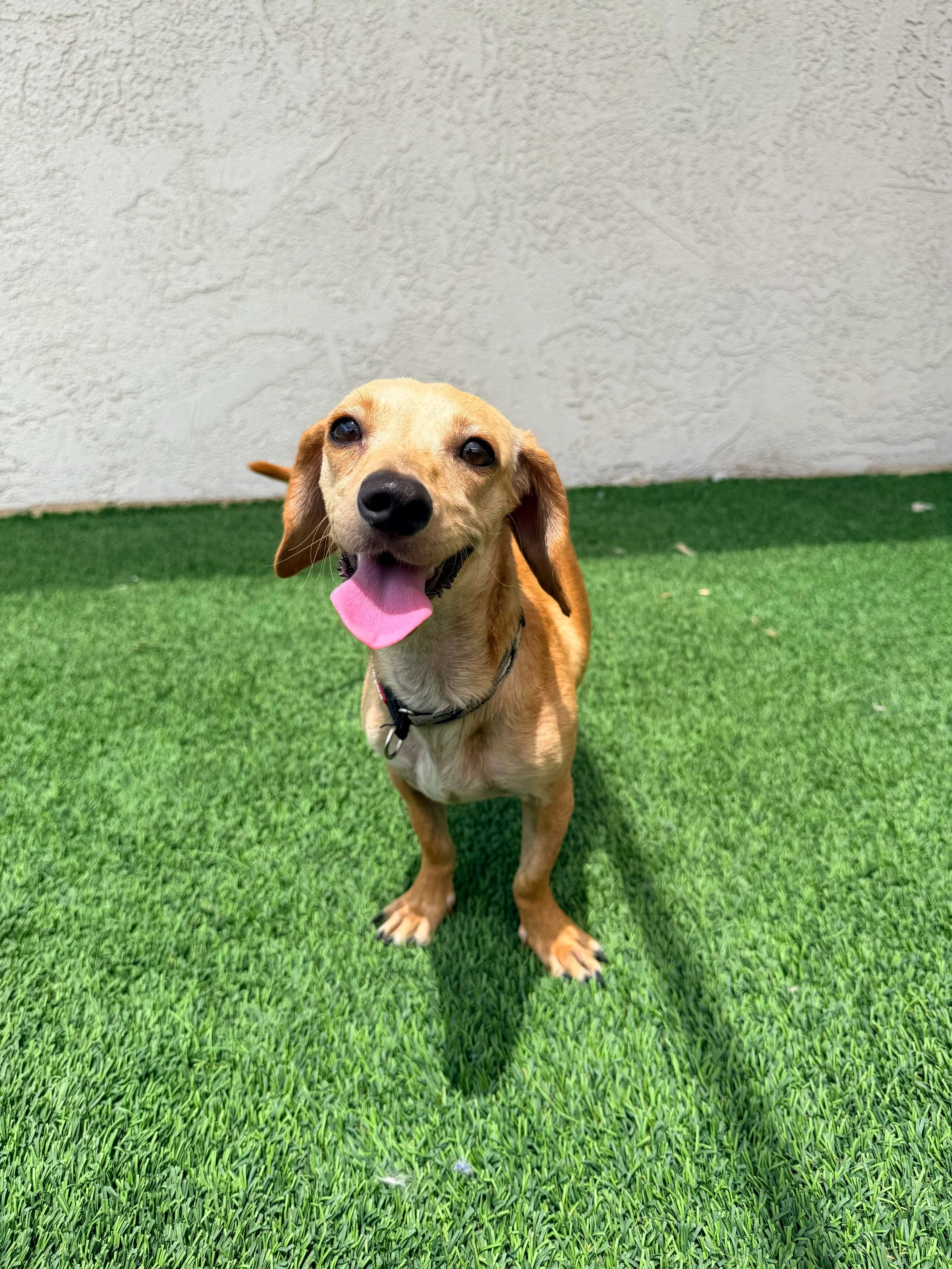 Nina/3 years/Dachshund X