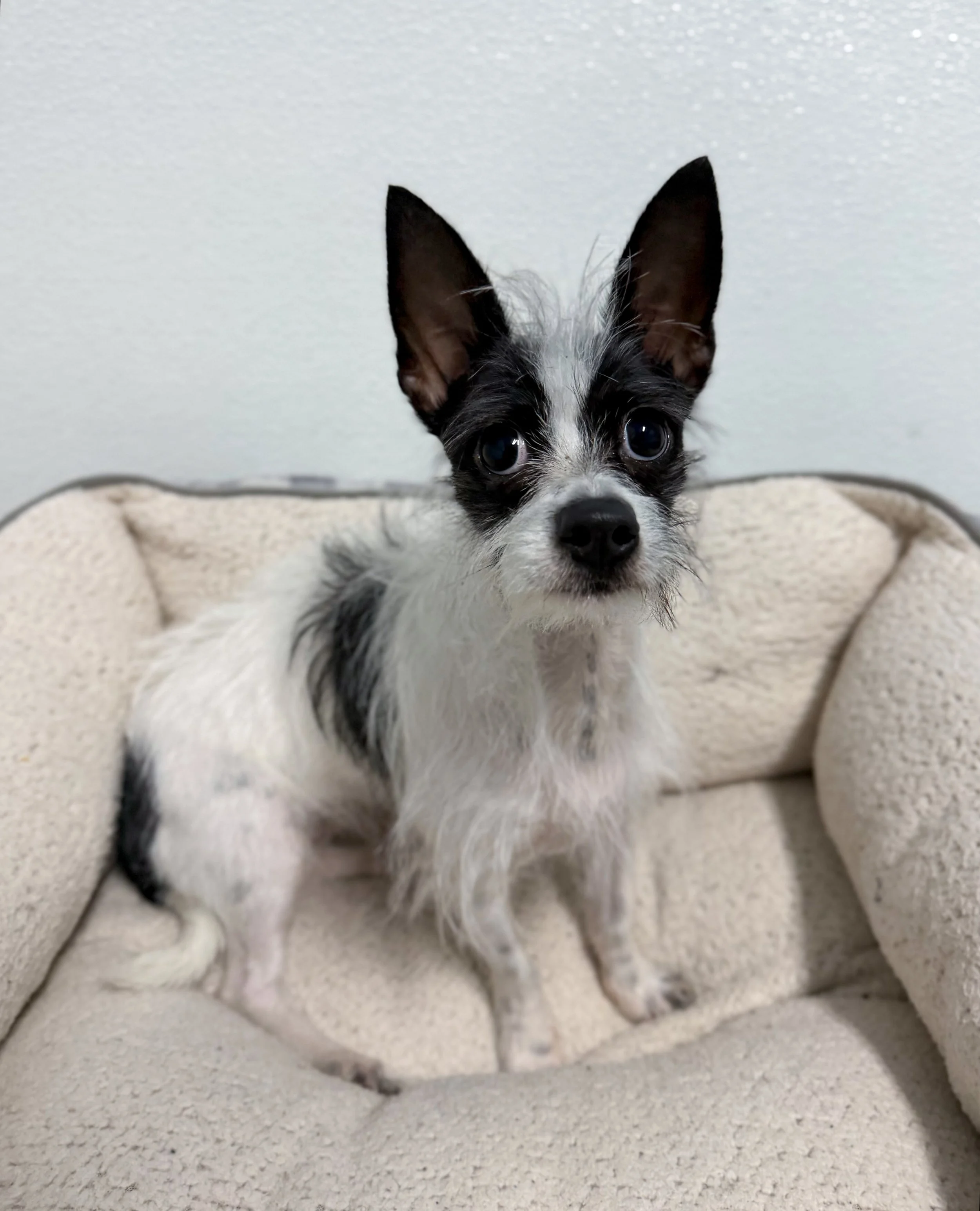 Moo Moo/ Female/1 Year Old/ Terrier