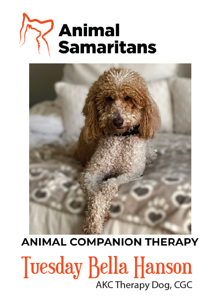 Breed: Standard Poodle |
Birthday: April 15, 2020 |
Sex: Female |

Let me introduce myself ... I am a standard champagne parti poodle who has retired after giving birth to four litters of puppies and I am thrilled to be joining Animal Samaritans in
t