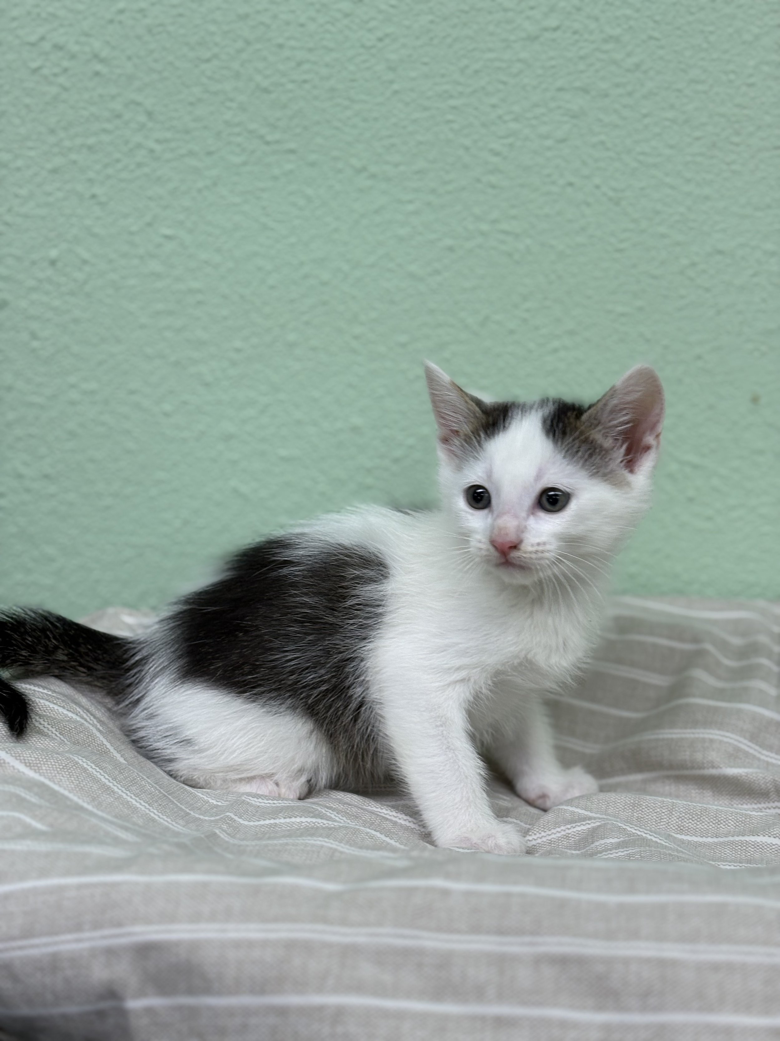 Fuzz Lightyear/ Male / 6 Weeks.