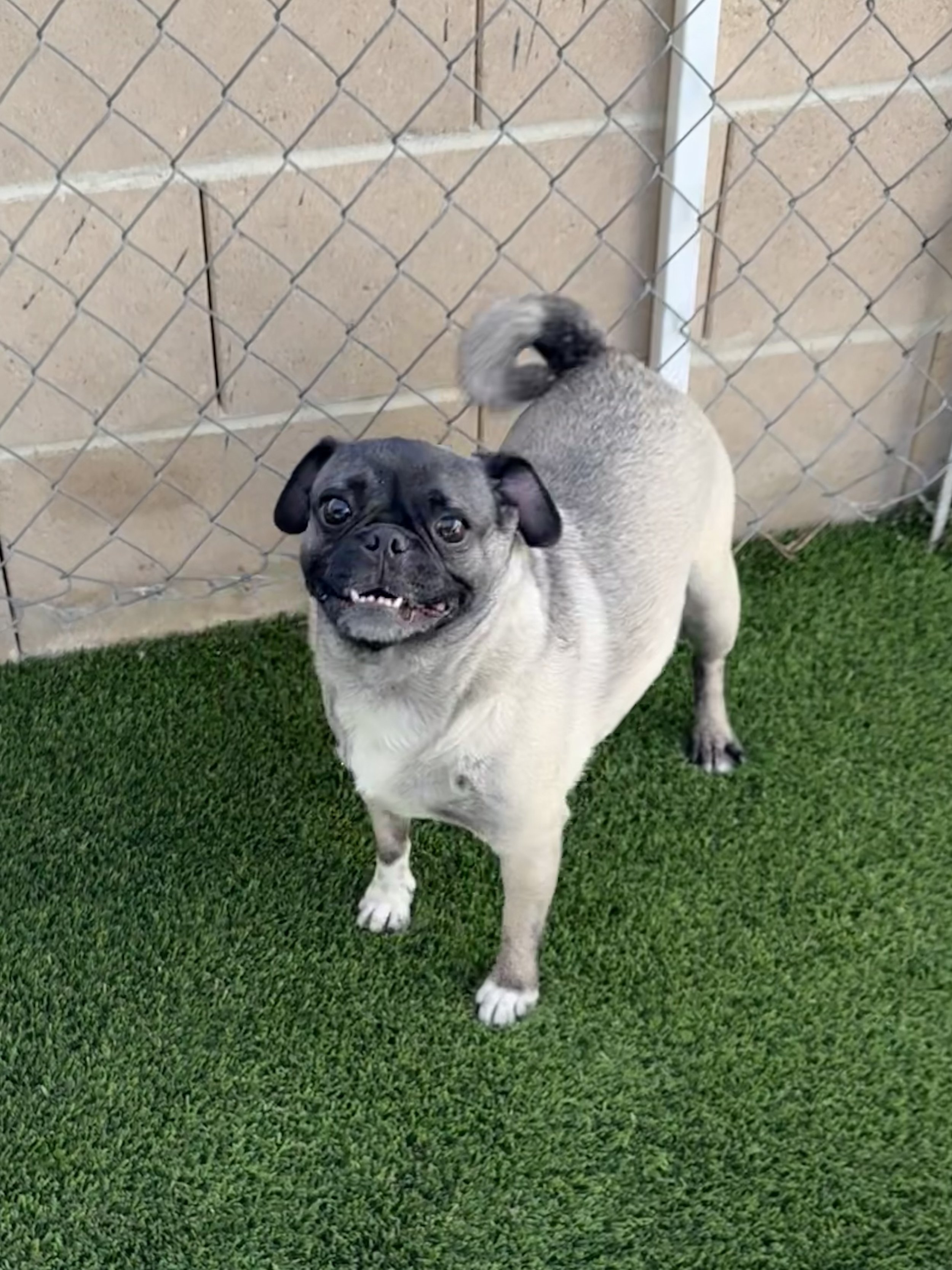Mss.Minnie/Pug/ Age: TBD by the Vet.