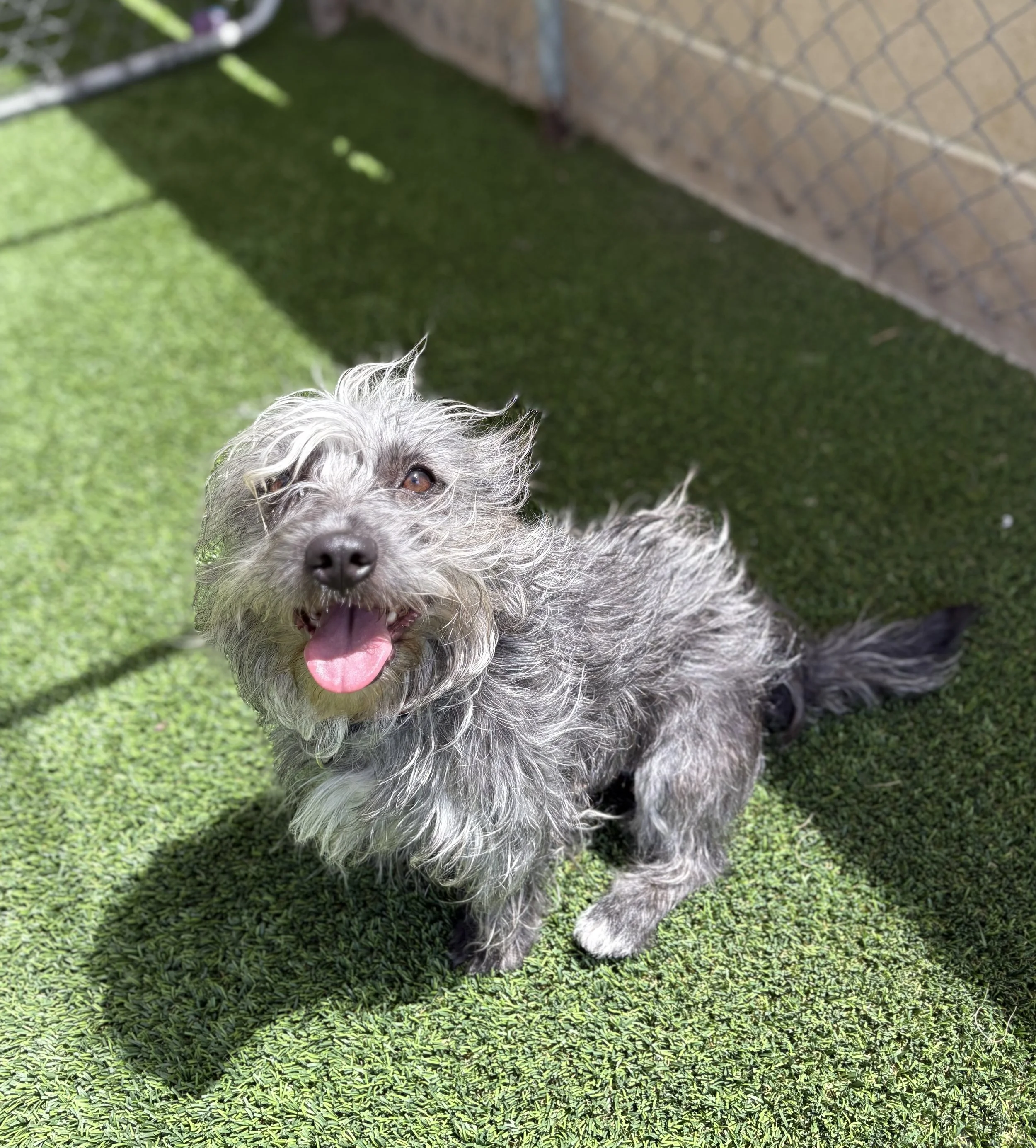 Mopsey/ Female/Terrier/ 4 years.