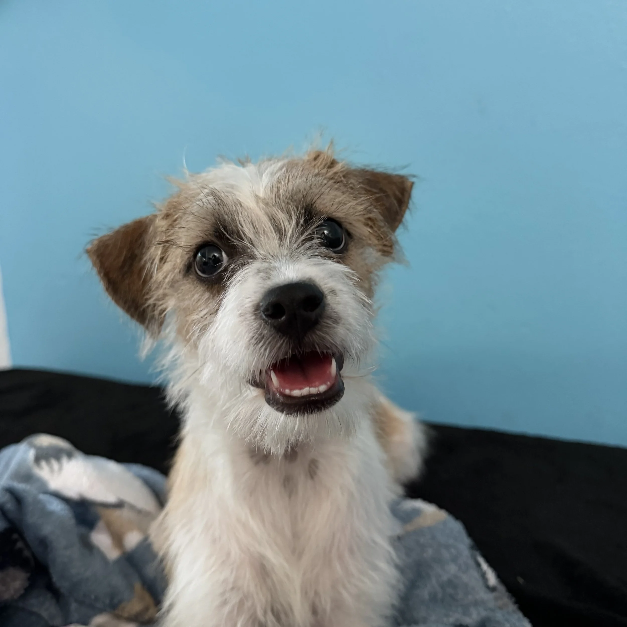 DoGust/ Female/ 13 Weeks