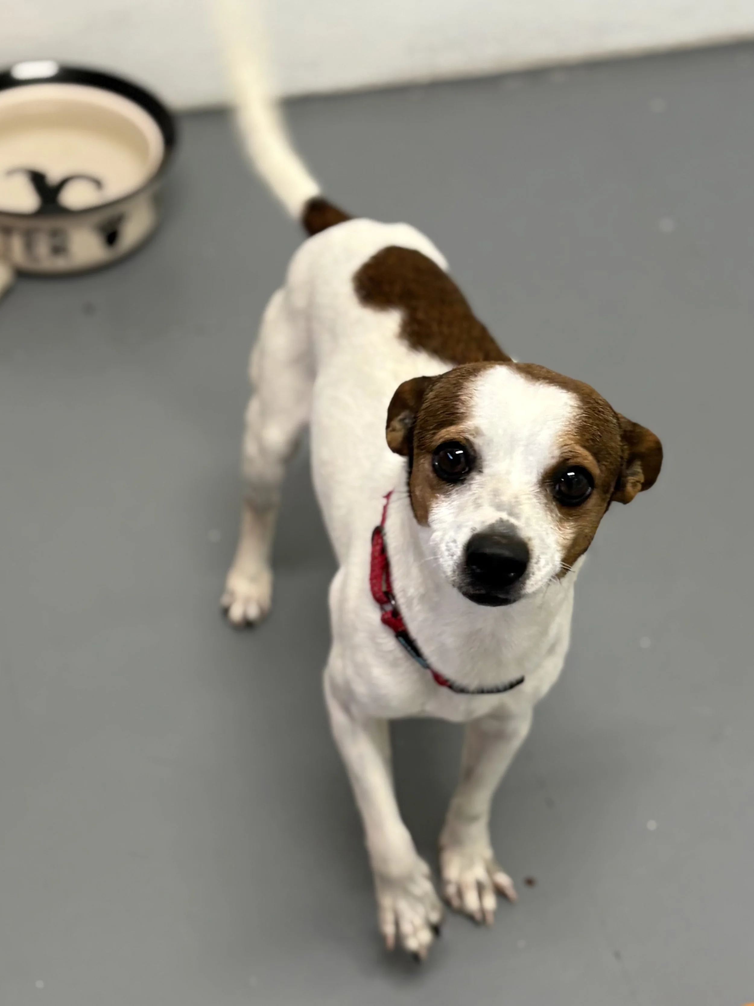 Say hola to Macho Nacho 😎
Chihuahua by size, taco by name, legend by personality. 5 Years Old.
