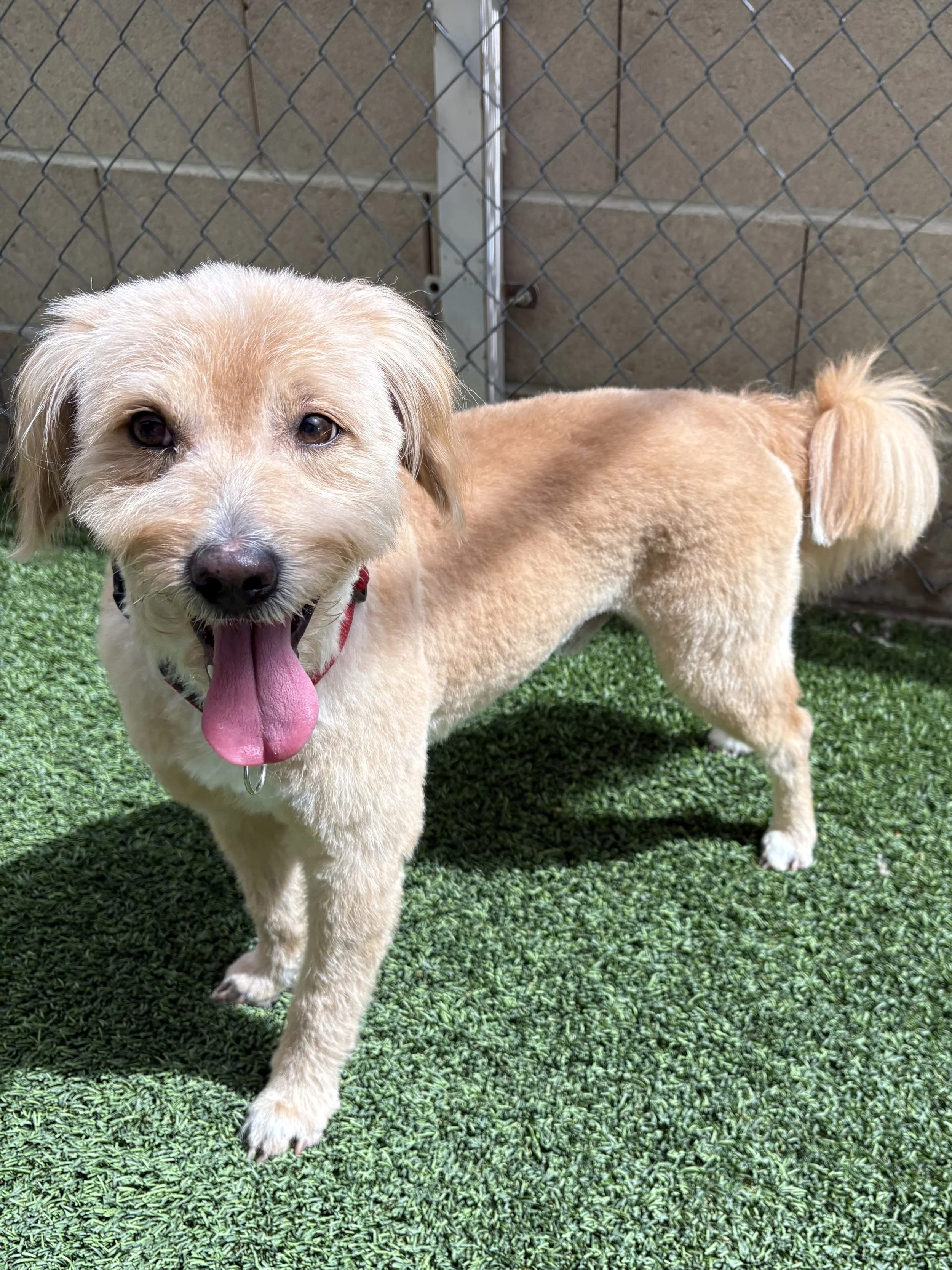 Jimmy Chew/Male/4 years