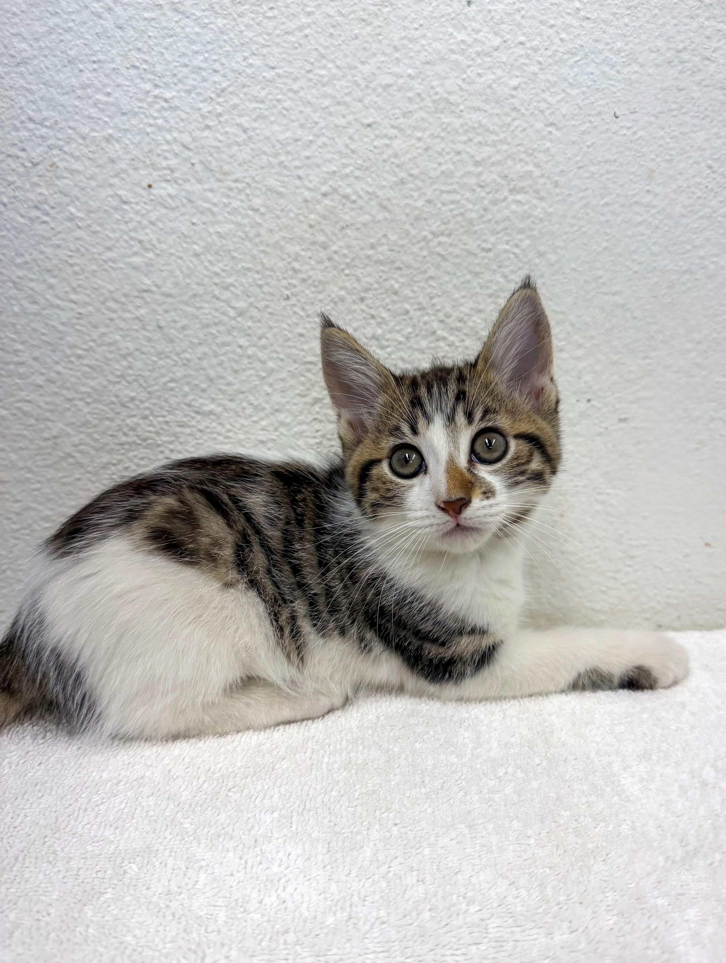 Mavis/Female/10Weeks