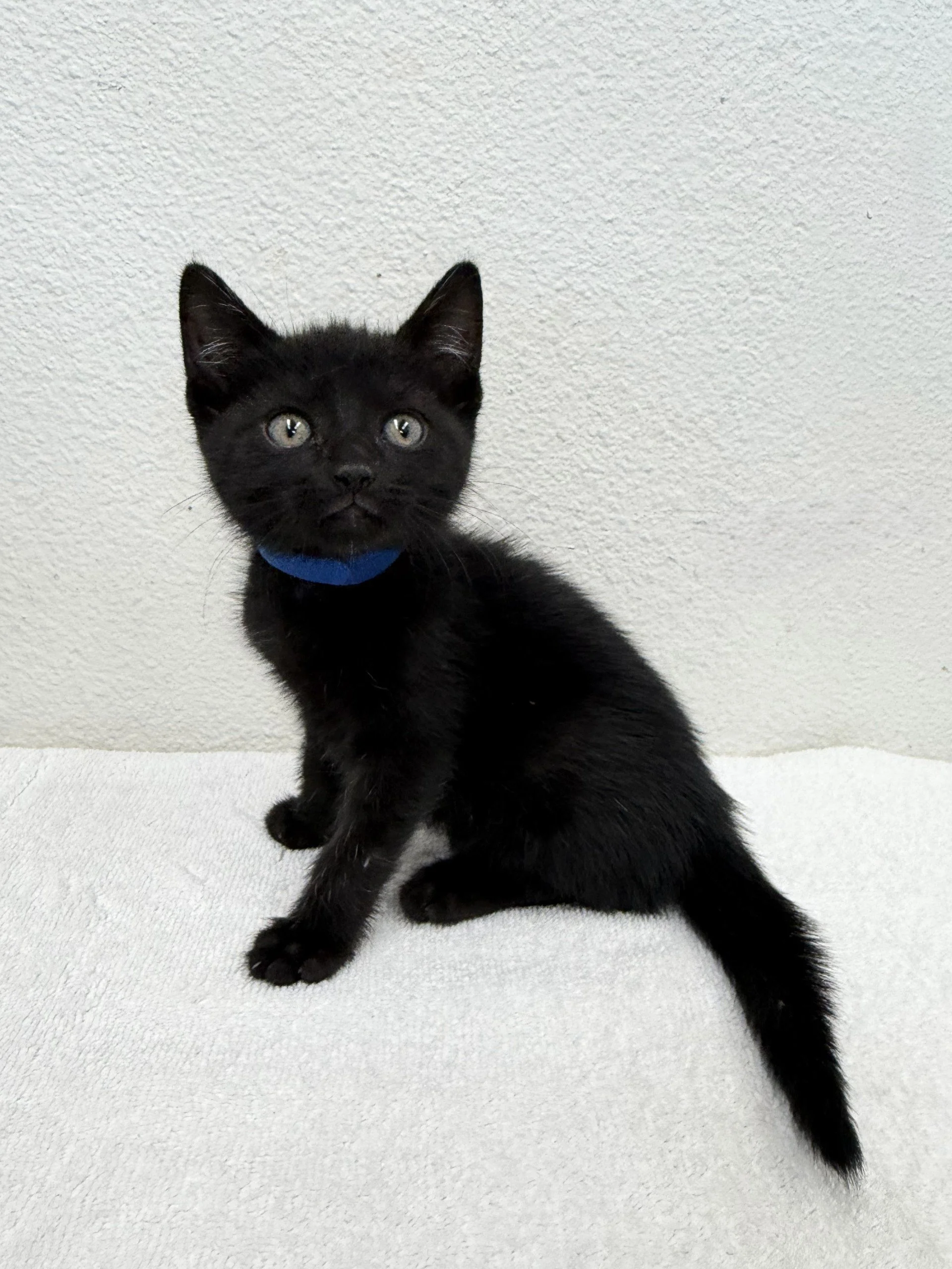 Hex/Male/6 weeks
