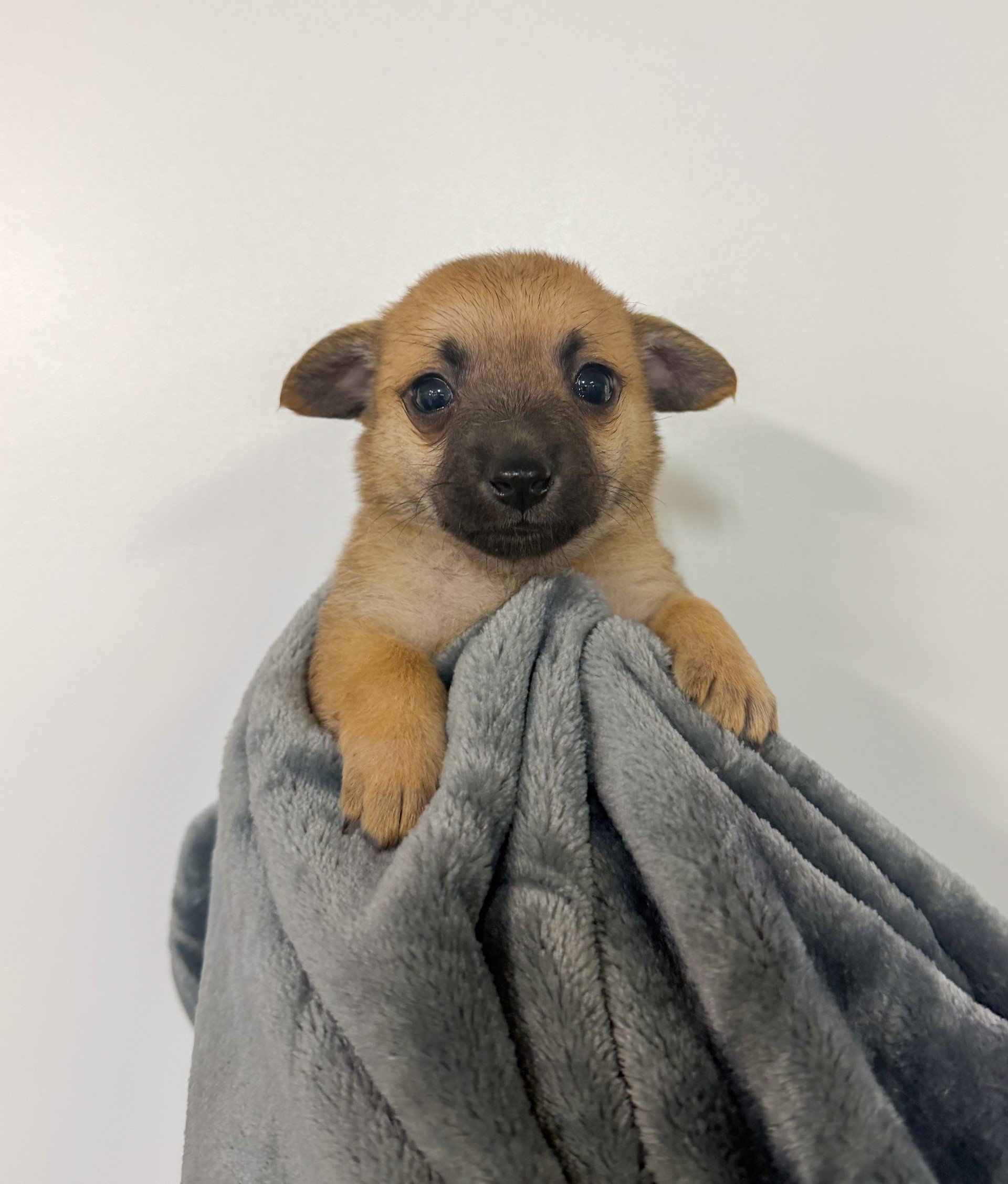 Oreo/Male/4 weeks