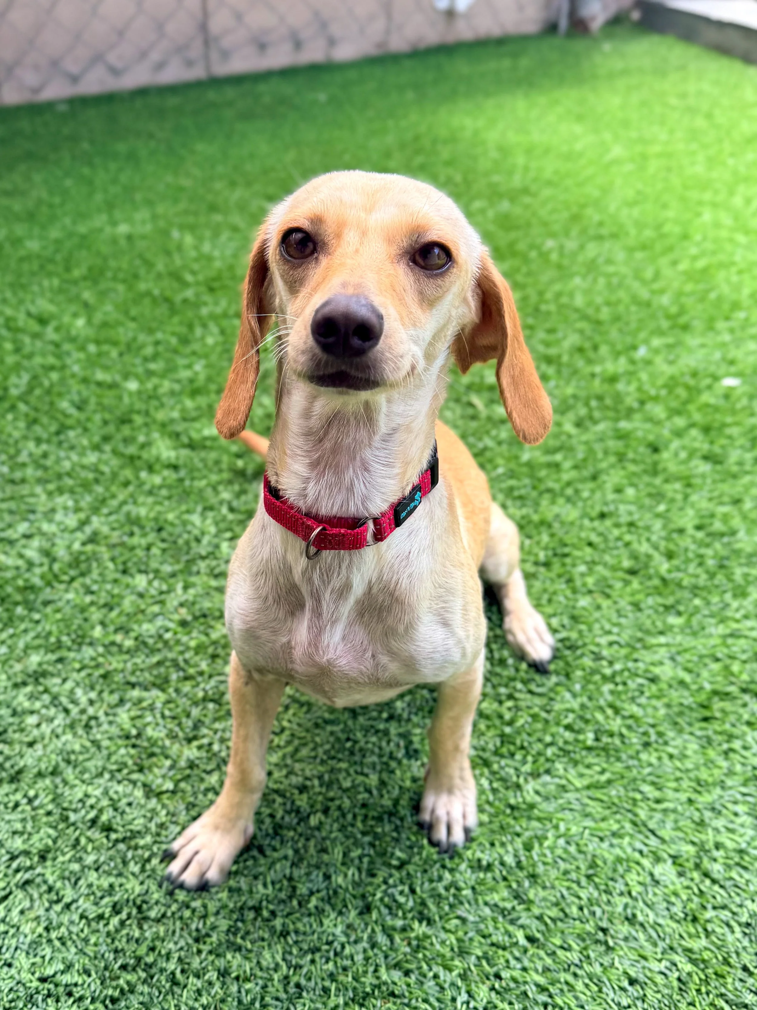 Nala/3 years/Dachshund Mix