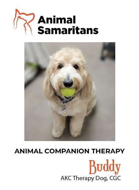 Breed: Golden Doodle |
Birthday: March 28, 2023 |
Sex: Male |
Buddy came from Florida when he was just 9 weeks old, having been selected from a litter of 9 puppies as “the puppy most likely to be an outstanding therapy dog.” Buddy loves people,
espec