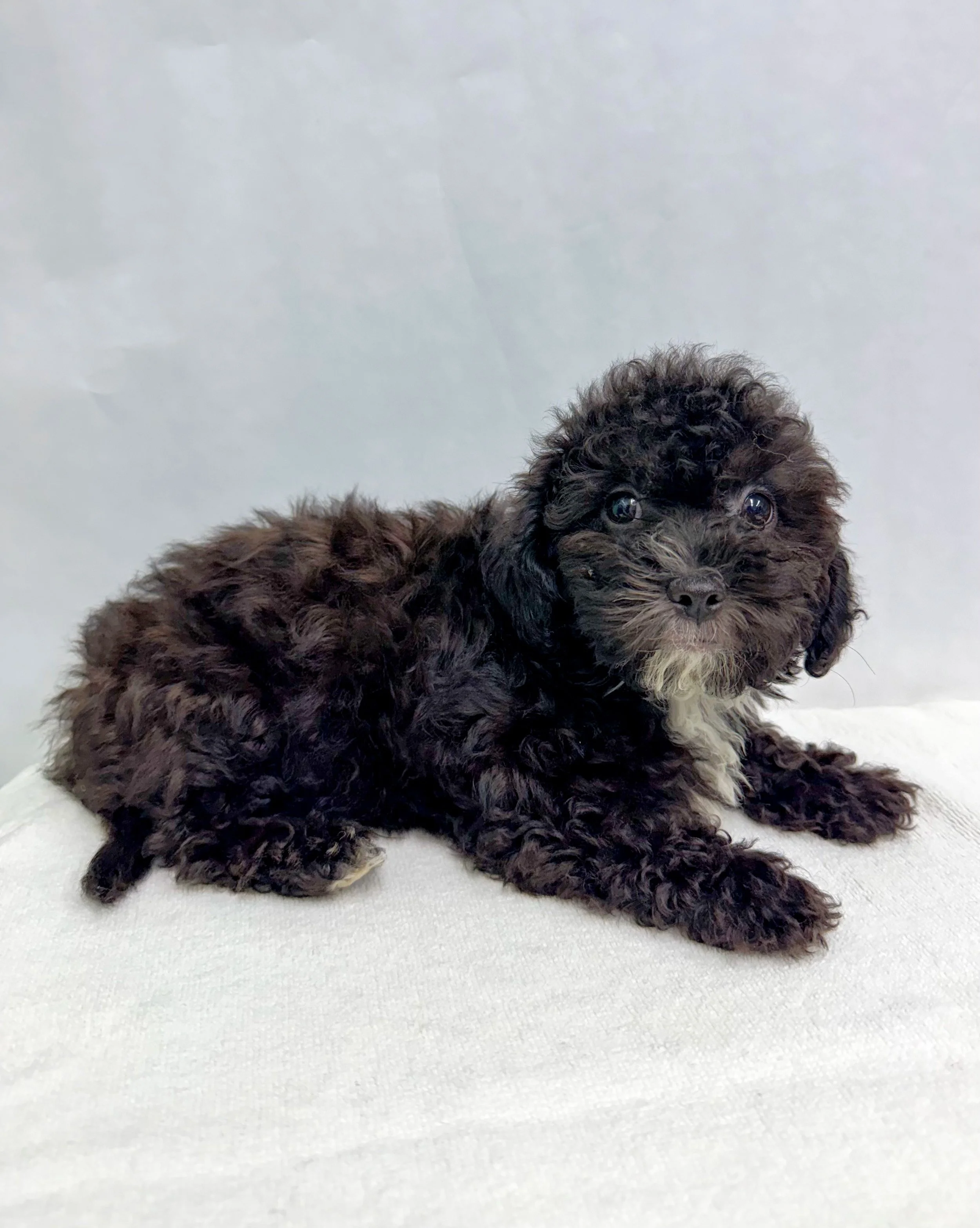 Acorn/Male/Age 6 Weeks/ Please note: Pets listed as “Coming Soon” are not yet available. We don’t know exactly when they will be available, so please check our website for updates.