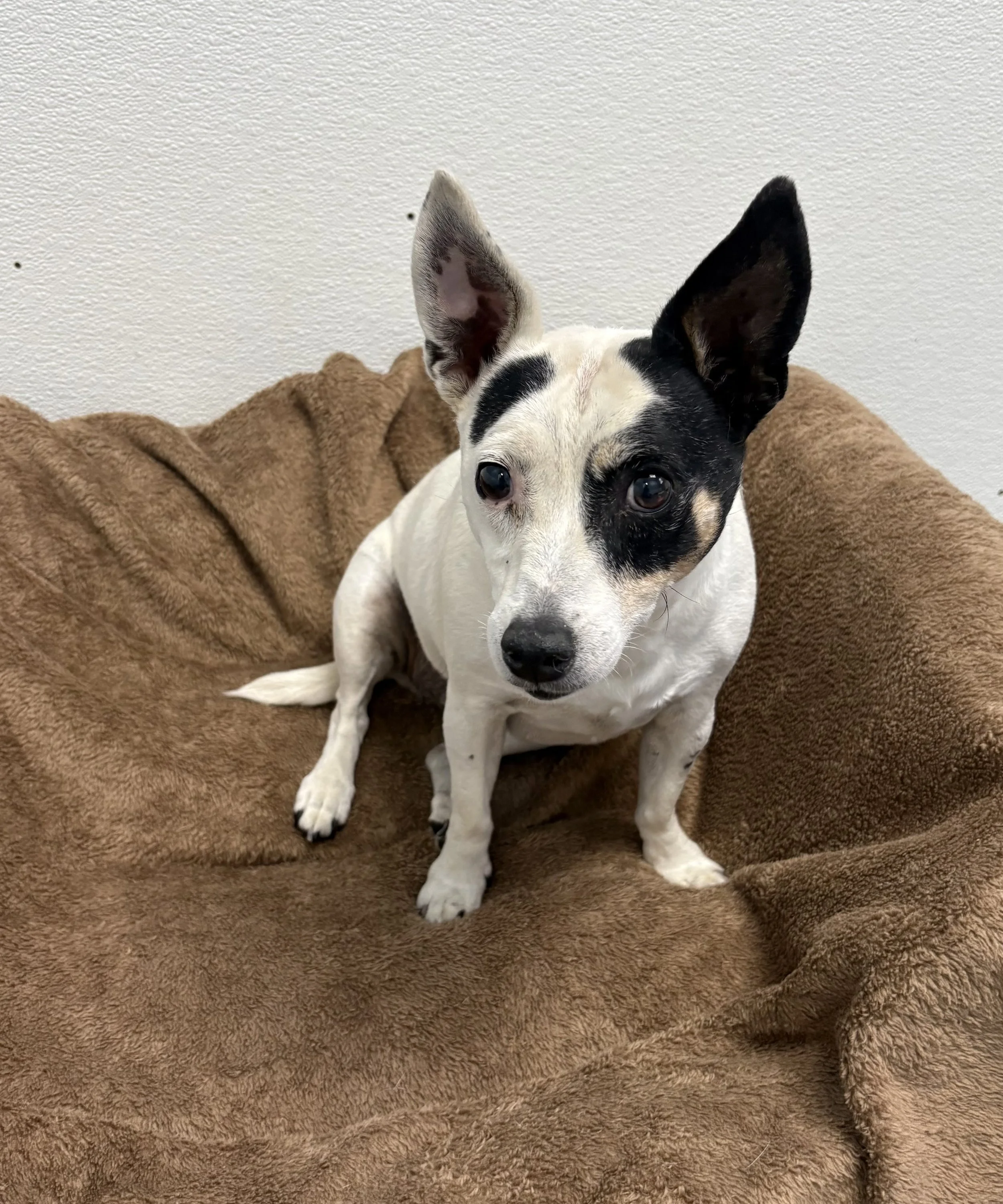 Eve/ Rat Terrier/ 9 Years old.