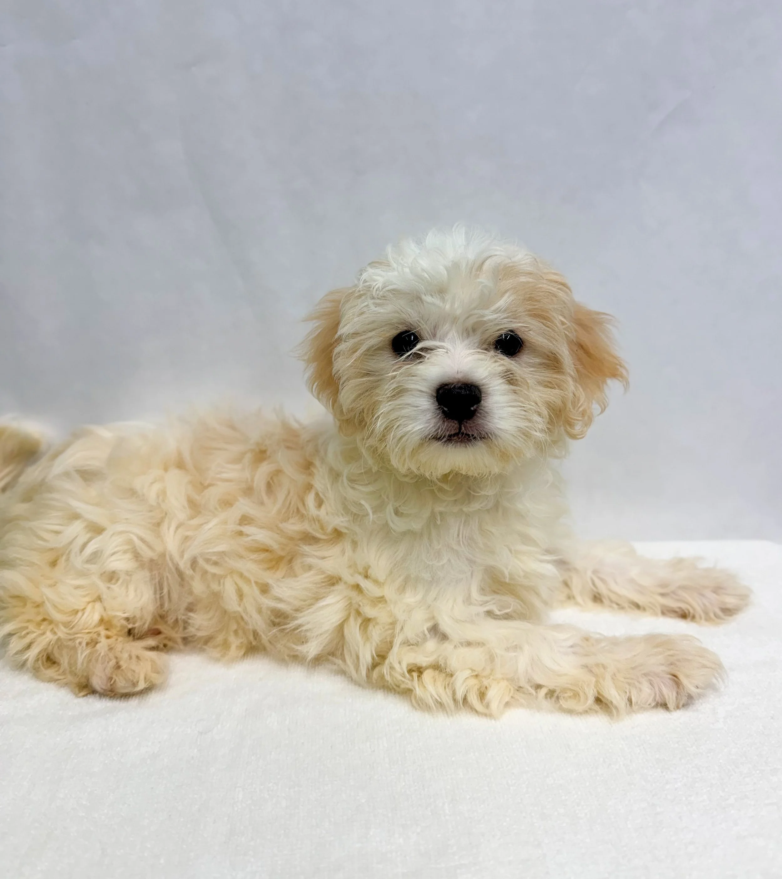 Pumpkin/Female/ Age 6 Weeks/ Please note: Pets listed as “Coming Soon” are not yet available. We don’t know exactly when they will be available, so please check our website for updates.