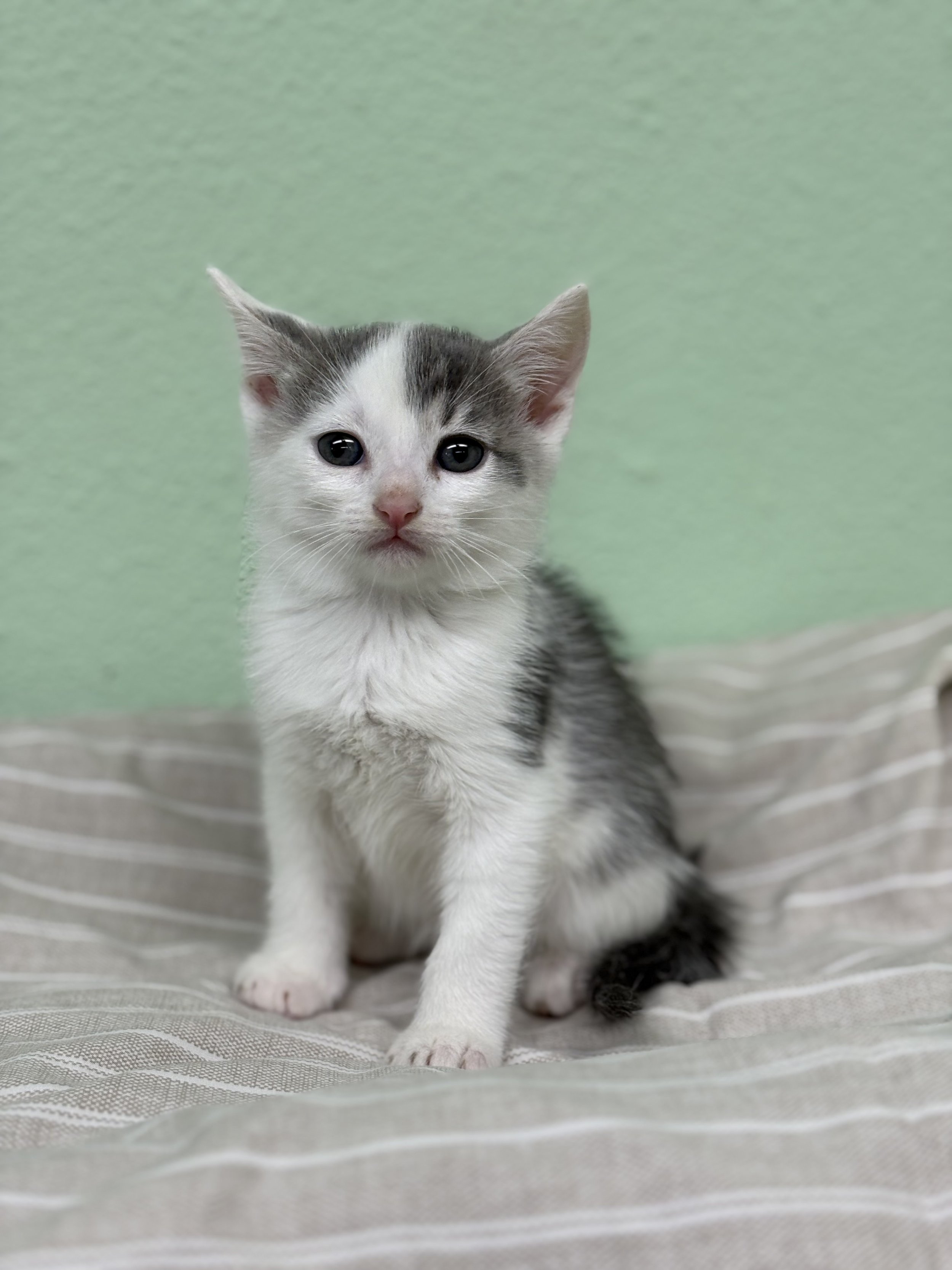 Veronicat/ Female/6 Weeks