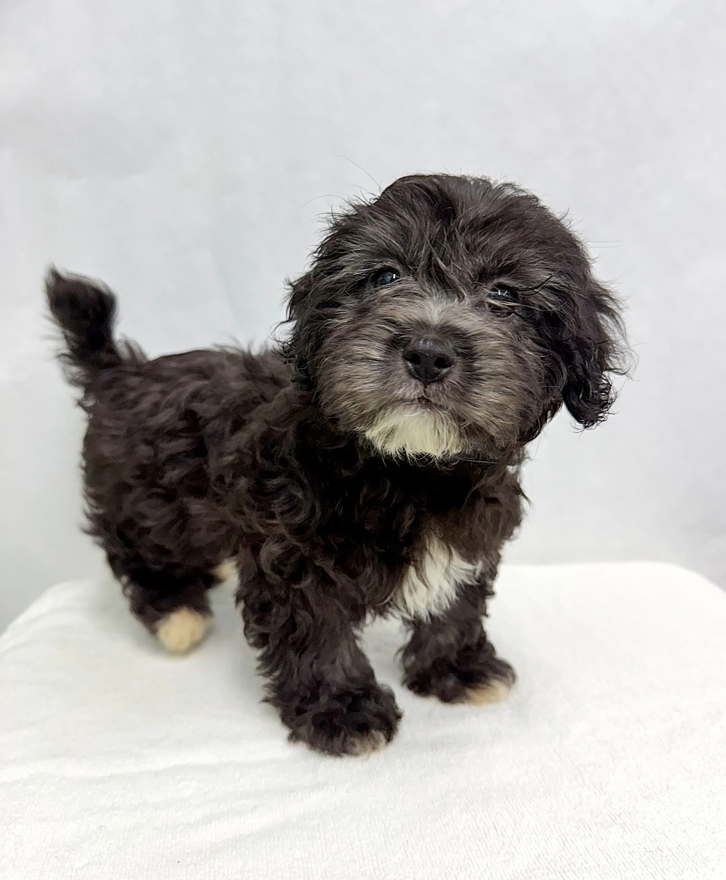 Maple/Female/Age 6 Weeks/ Please note: Pets listed as “Coming Soon” are not yet available. We don’t know exactly when they will be available, so please check our website for updates.