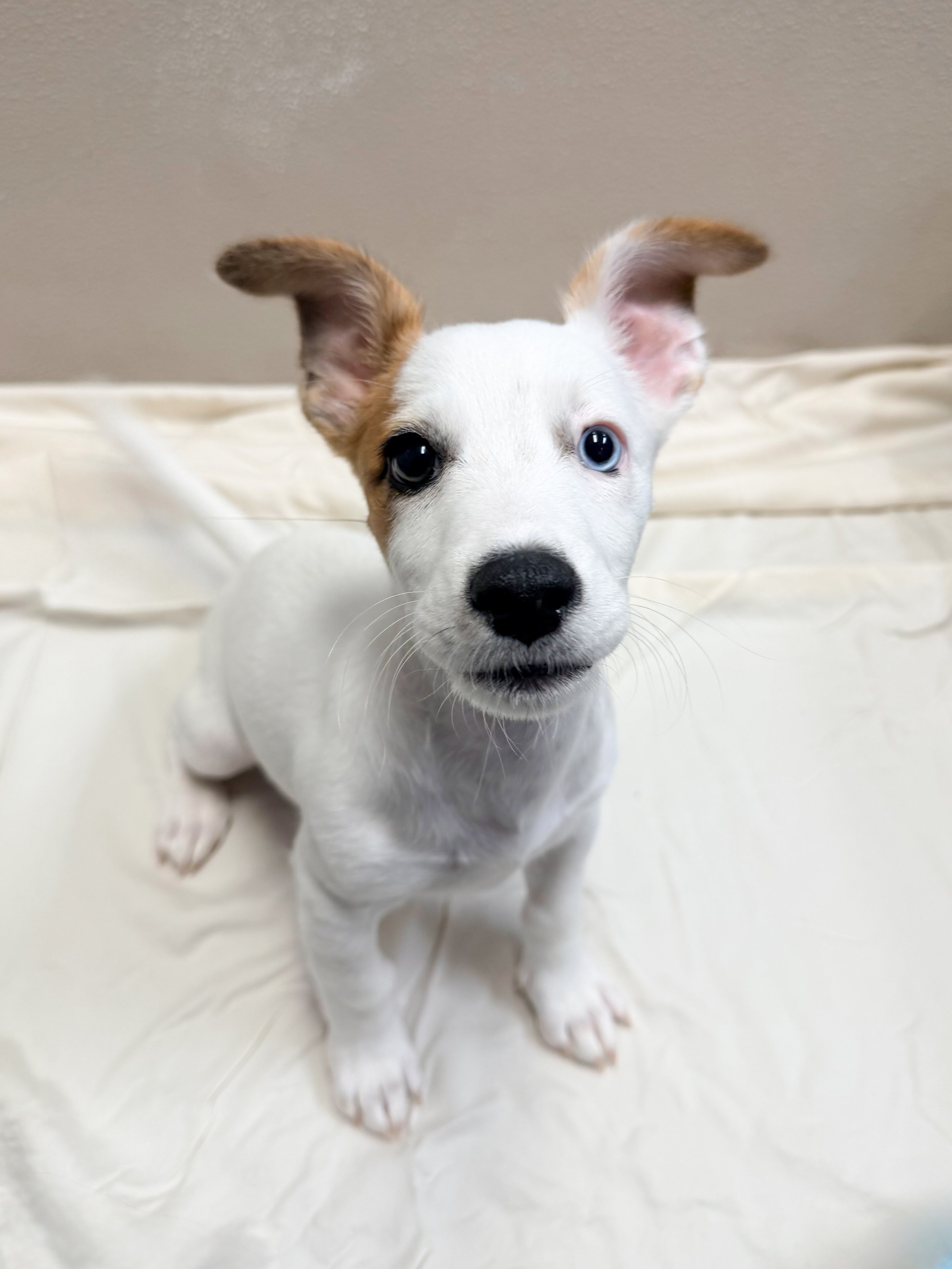 Turbo/ Jack Russel/ Male/13 Weeks