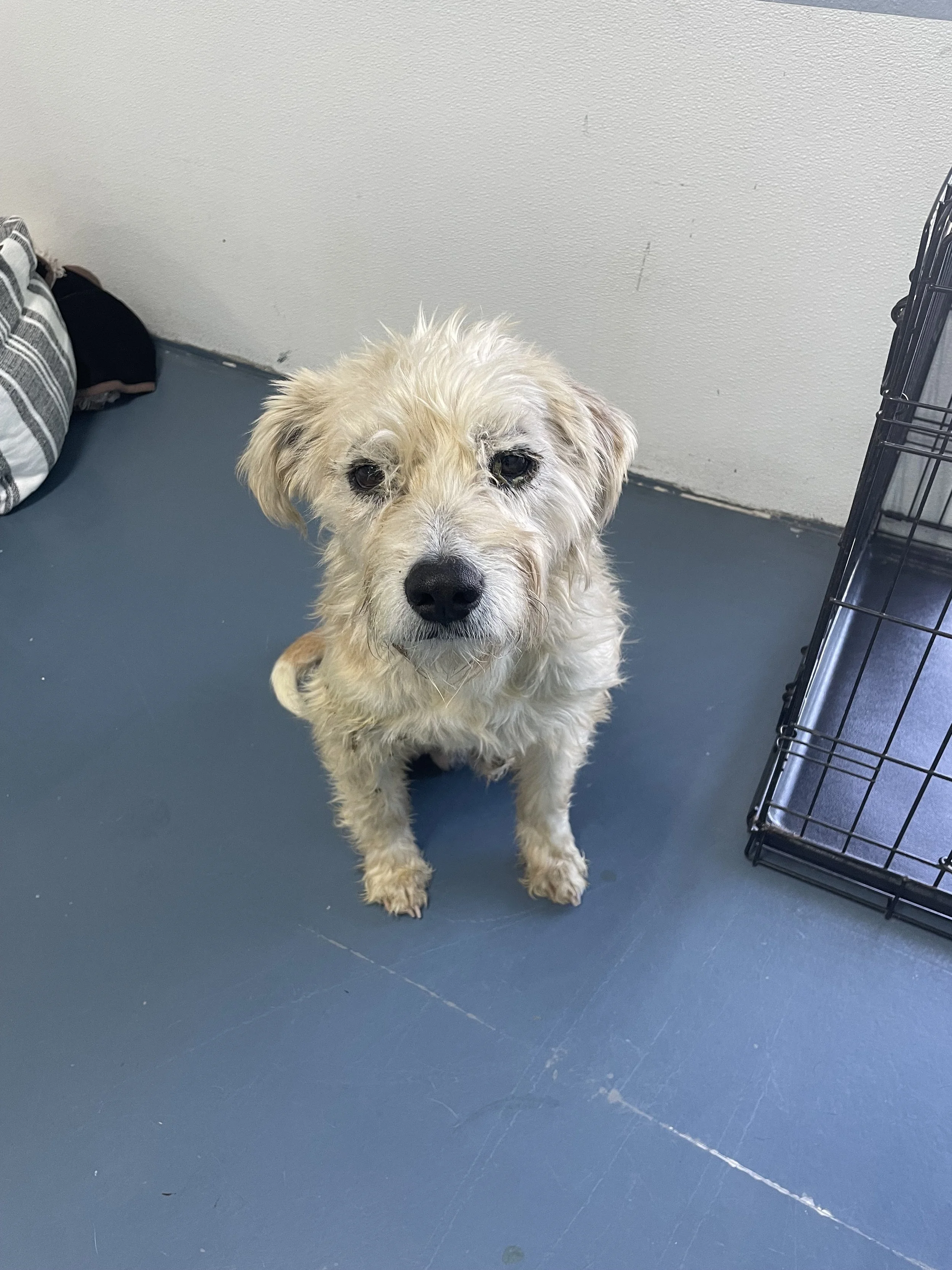 Captain Chaos/ 2 Years old/ Terrier X