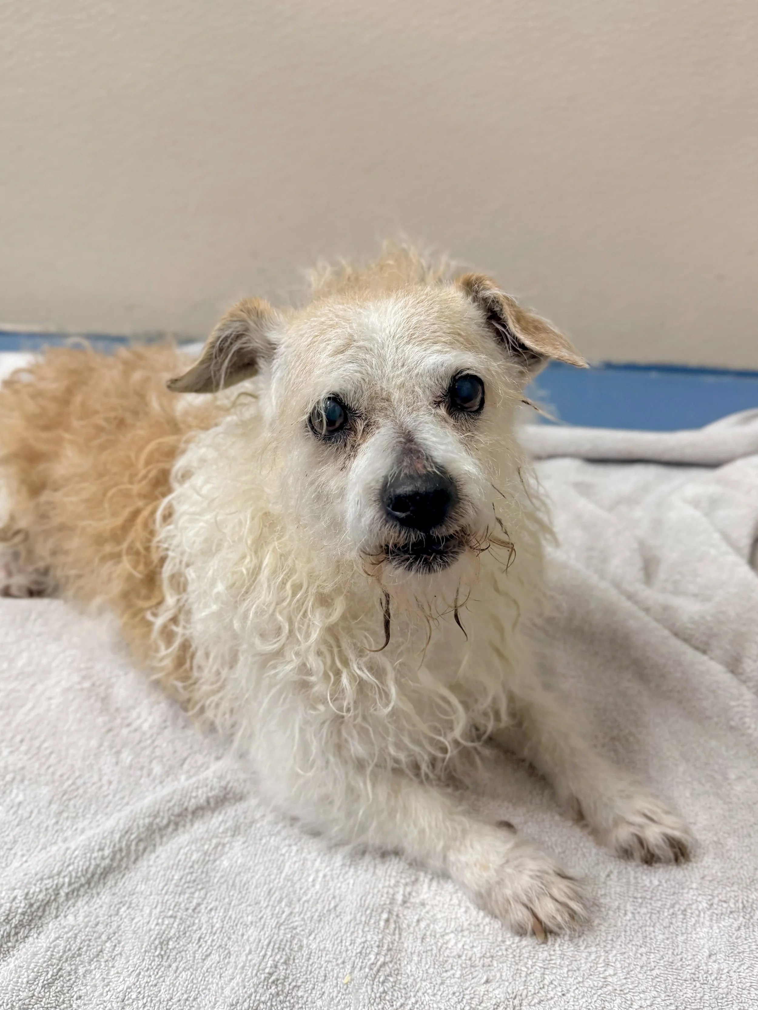 Uncle Bernie/ Terrier/ 10 Years Old Approx.