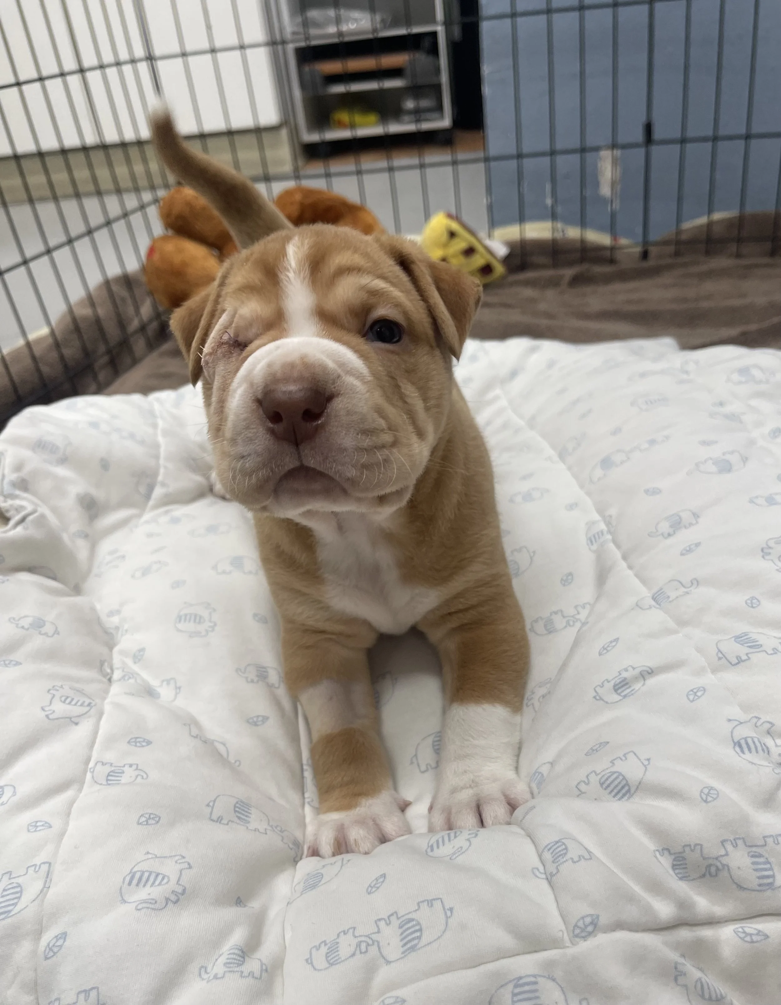 Wink/ Bulldog/ 10 Weeks old.