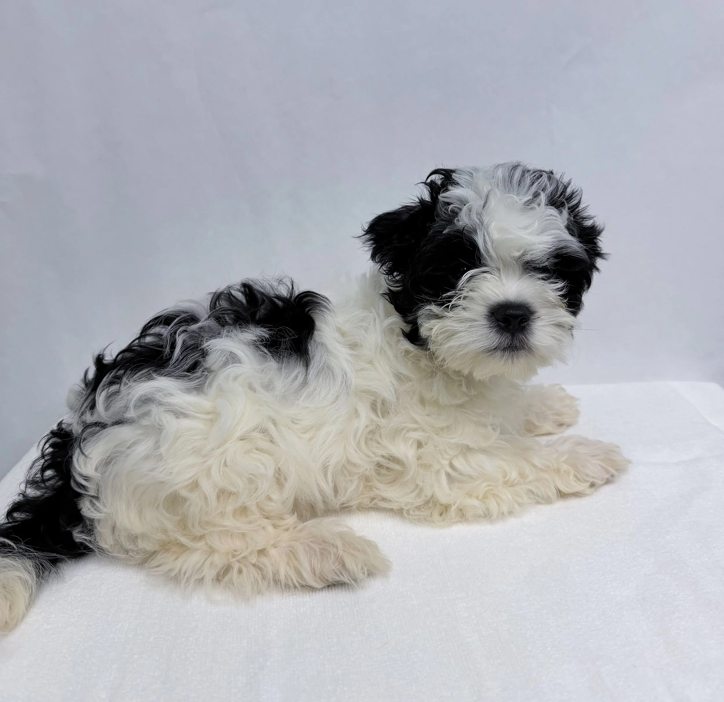 Crispy/ Male/ Age 6 Weeks/ Please note: Pets listed as “Coming Soon” are not yet available. We don’t know exactly when they will be available, so please check our website for updates.