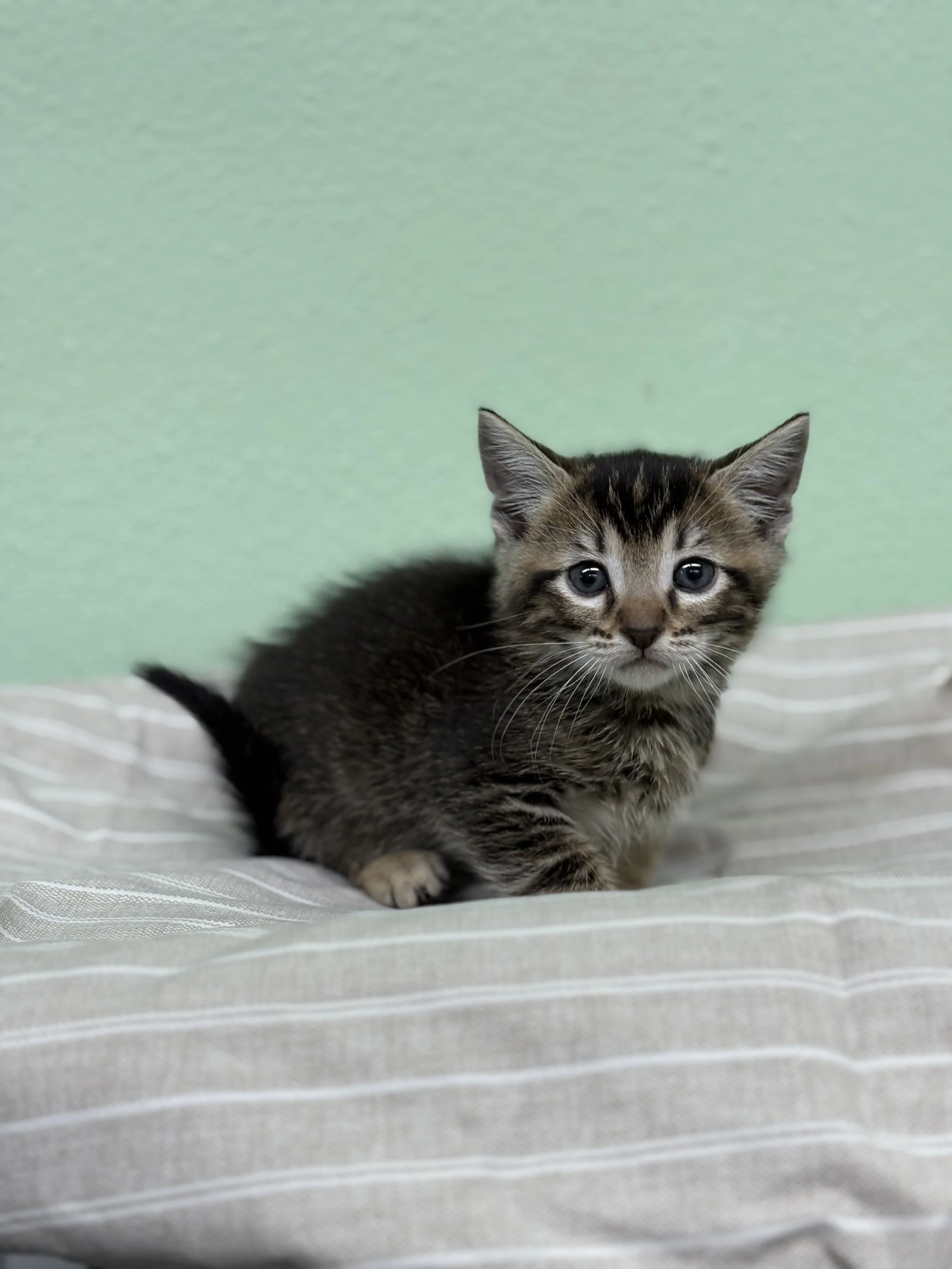 Purrito/ Male/ 6 Weeks
