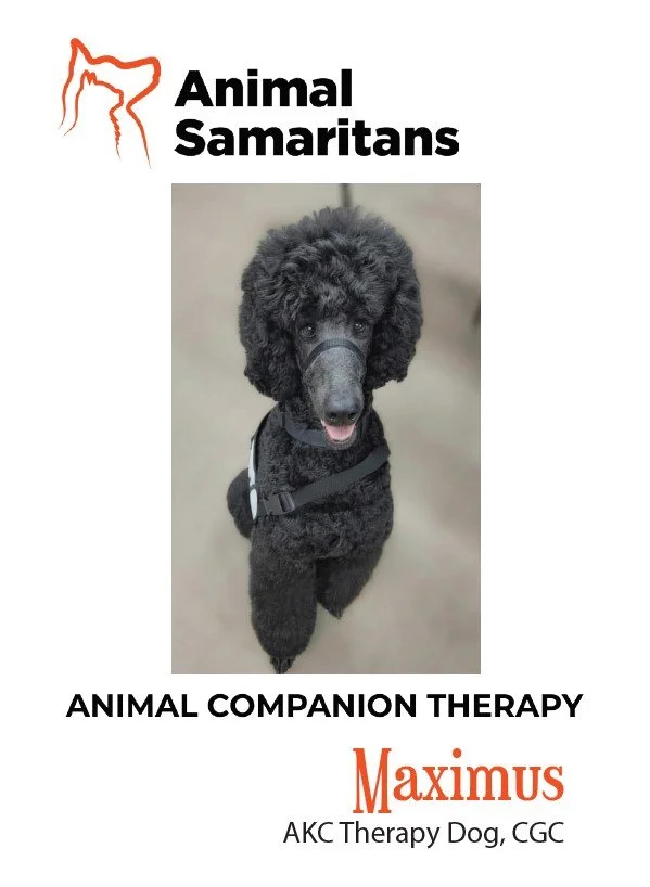 Breed: Standard Poodle |
Birthday: 12/2/21 |
Sex: Male |
Maximus is an AKC registered standard poodle; his mother was a national champion bird hunter and father a champion AKC show
dog. Maximus is 4 years old, born in Orting, Washington out of Coplar