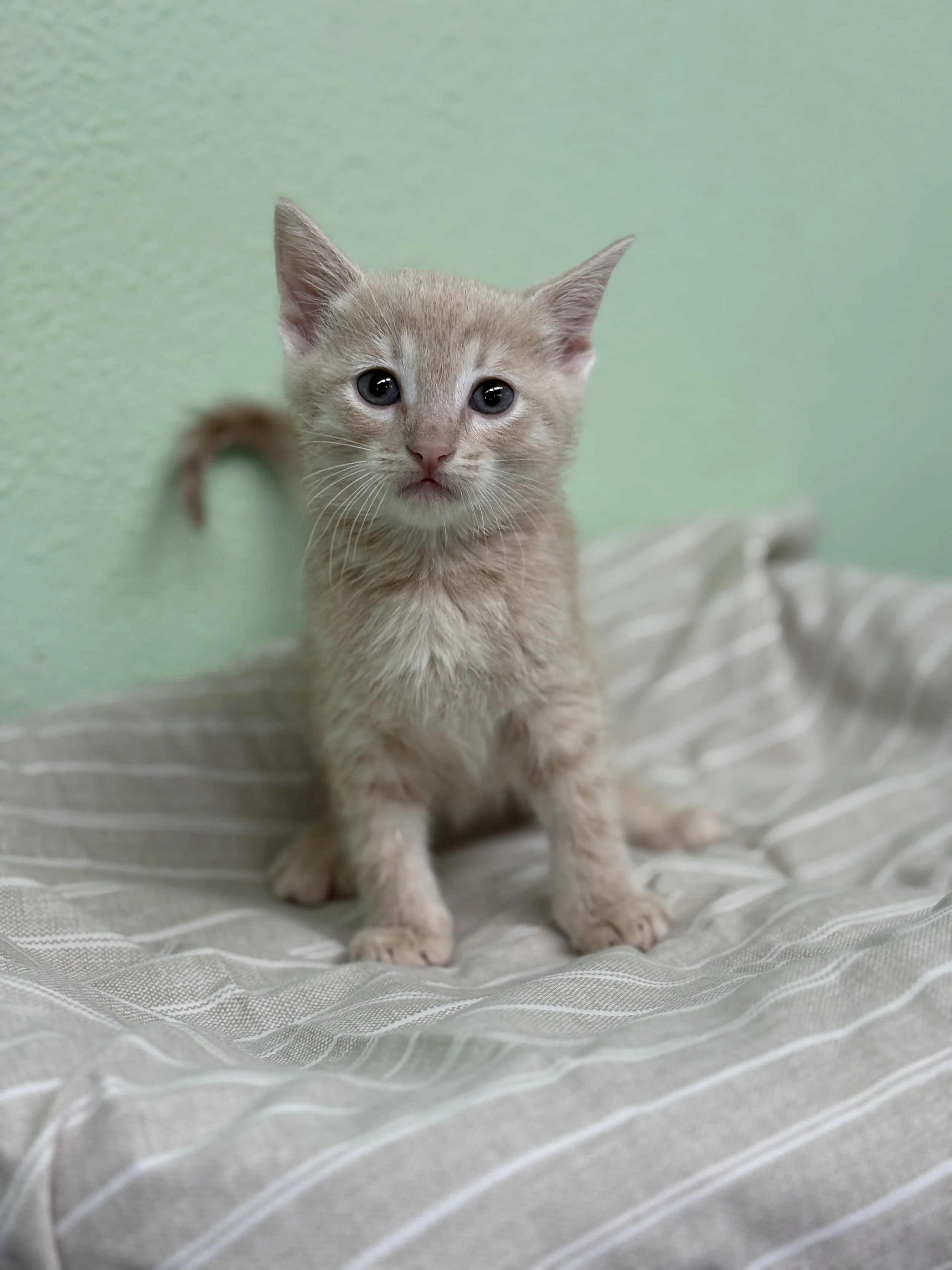 El Meowchador/ Male/ 6 Weeks