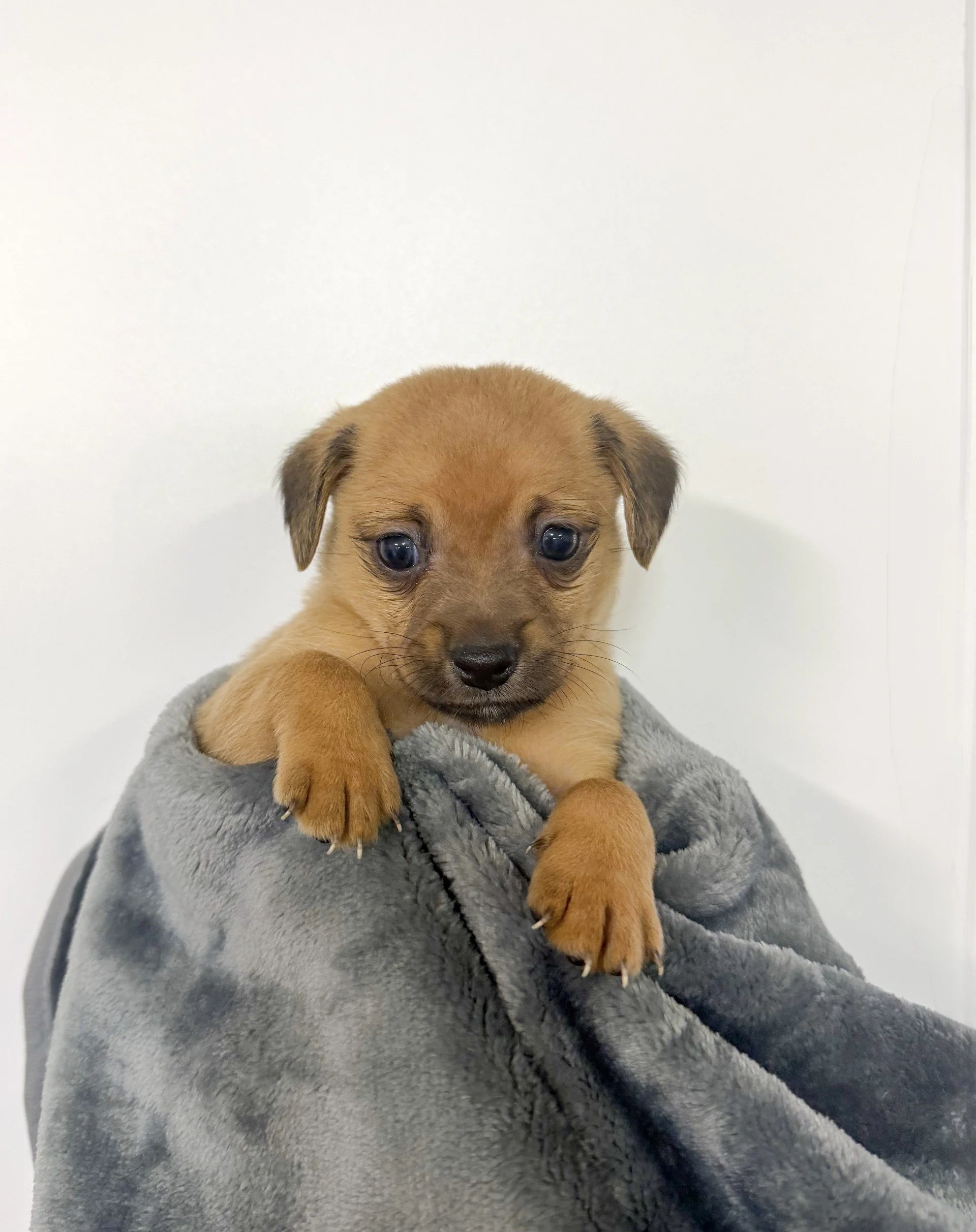 Boots/Male/4 weeks