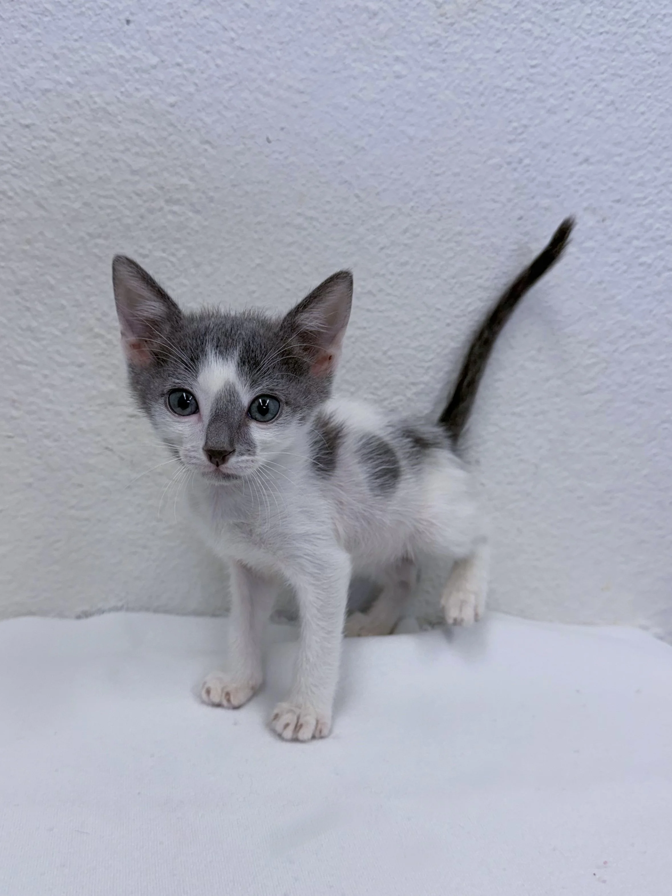 Screech, male, 6 weeks 