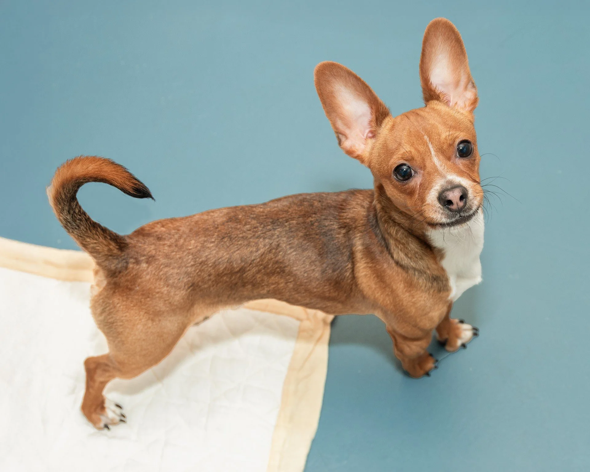 Twix/Chihuahua/Male