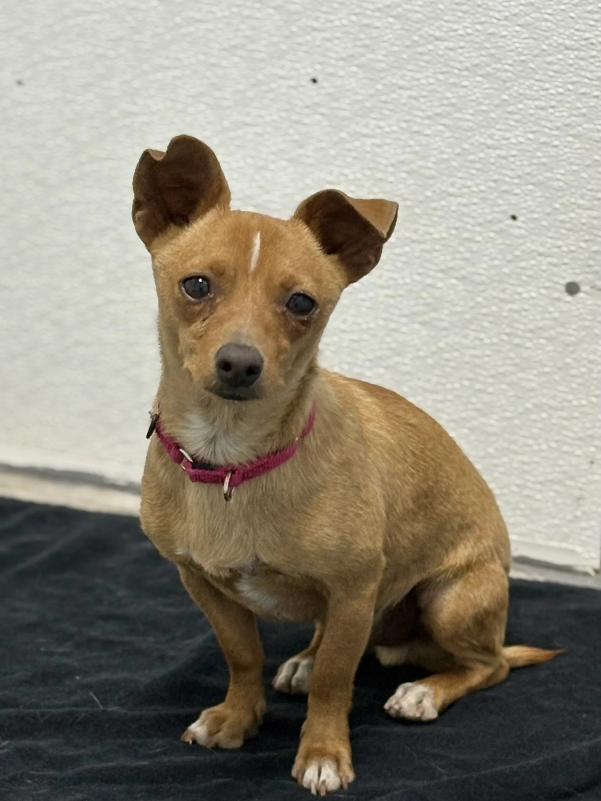 Sir. Wags/ Male/ 1 Year Appro