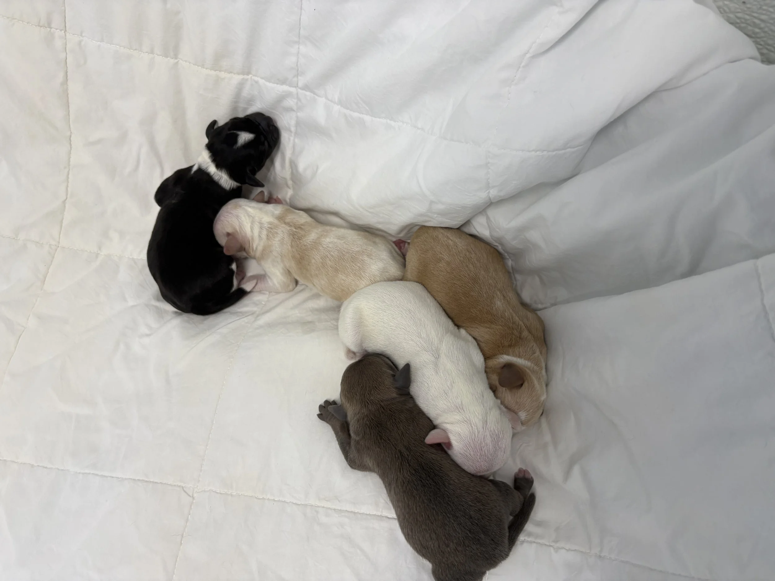 Expresso-Devon-Moon-Bean-Momo/ Stay tuned for more updates as they grow and start exploring their new home with us.