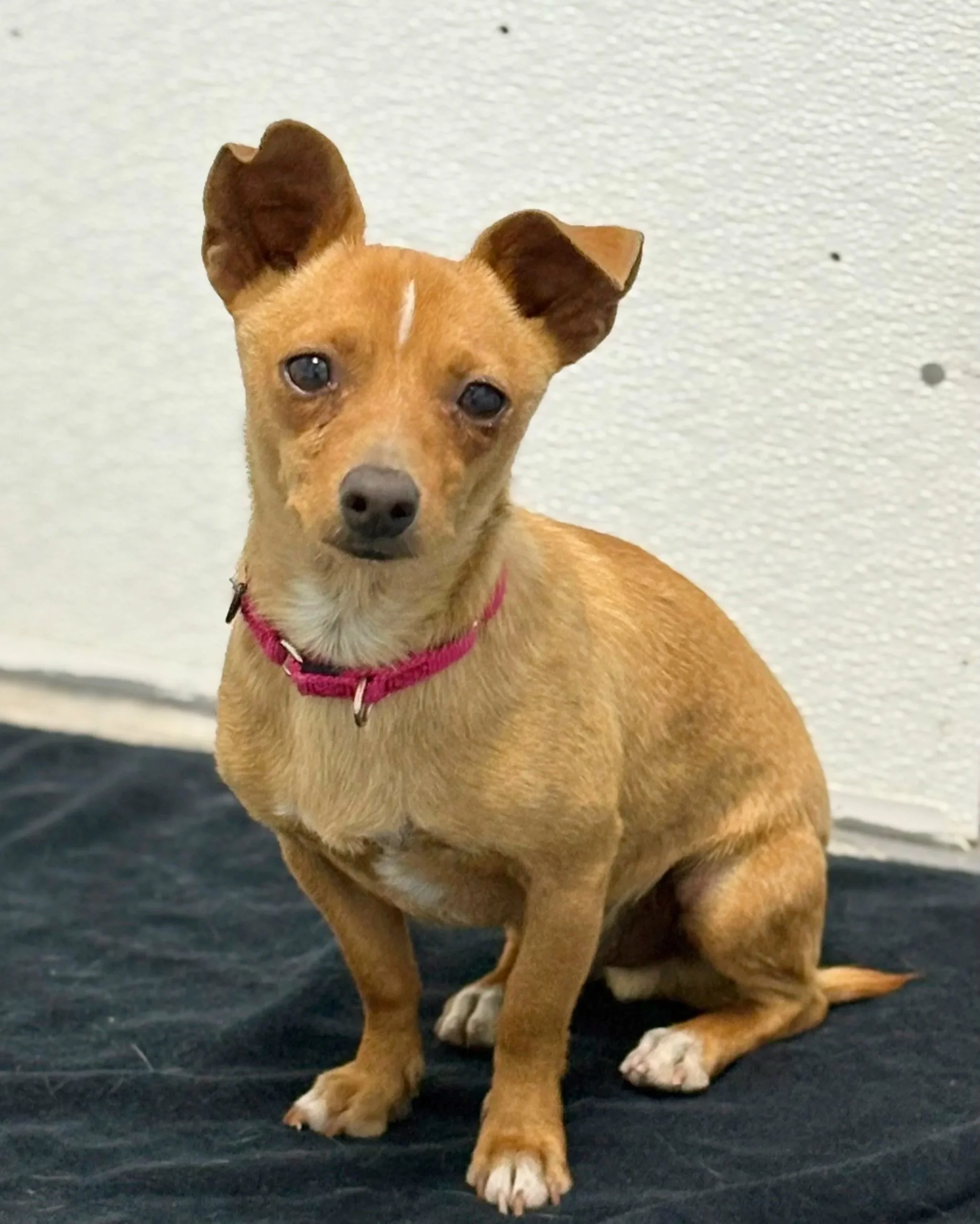 Pet available for adoption - Sir Wags the dog