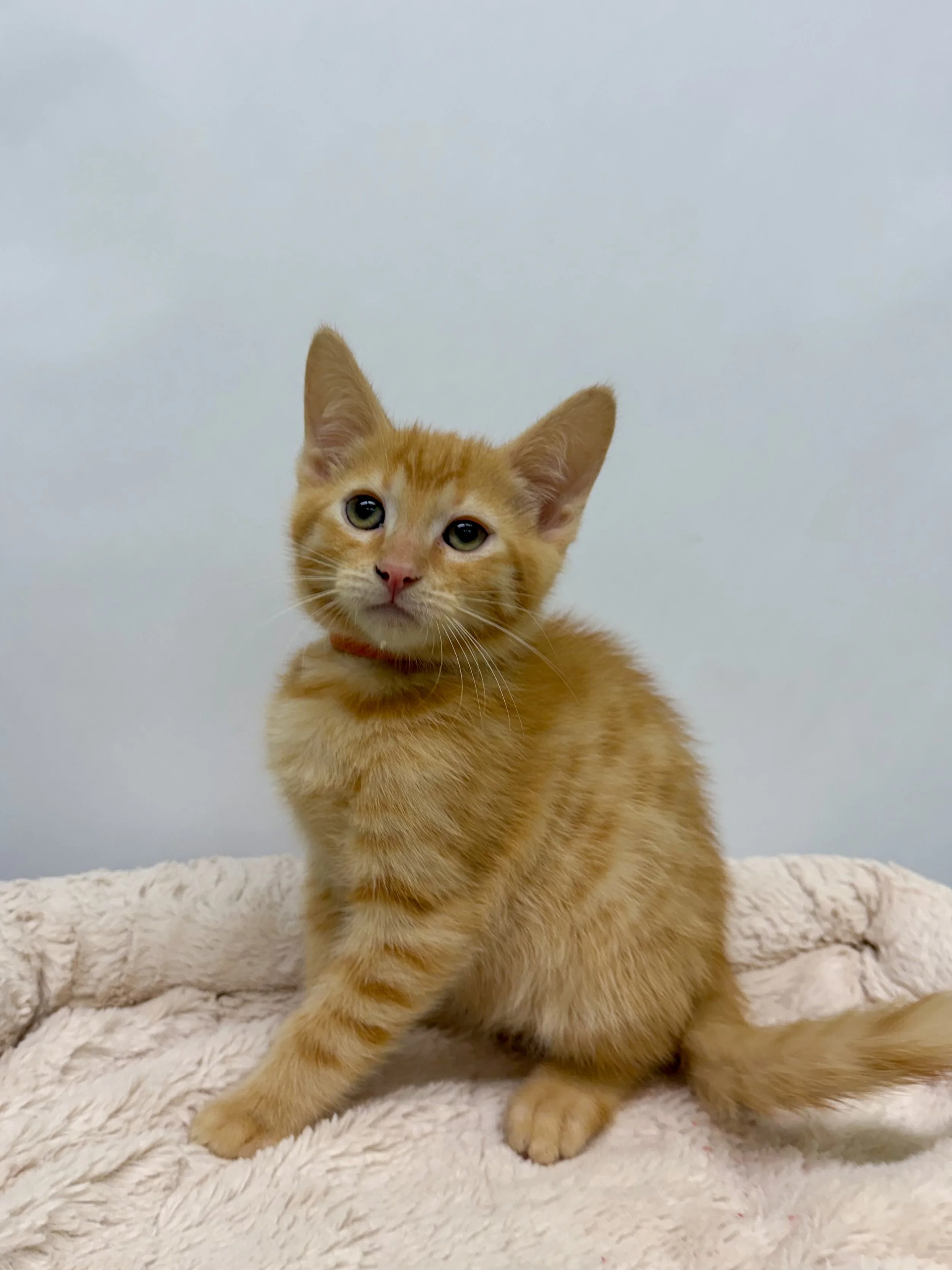 Jonesy/Male/11 Weeks