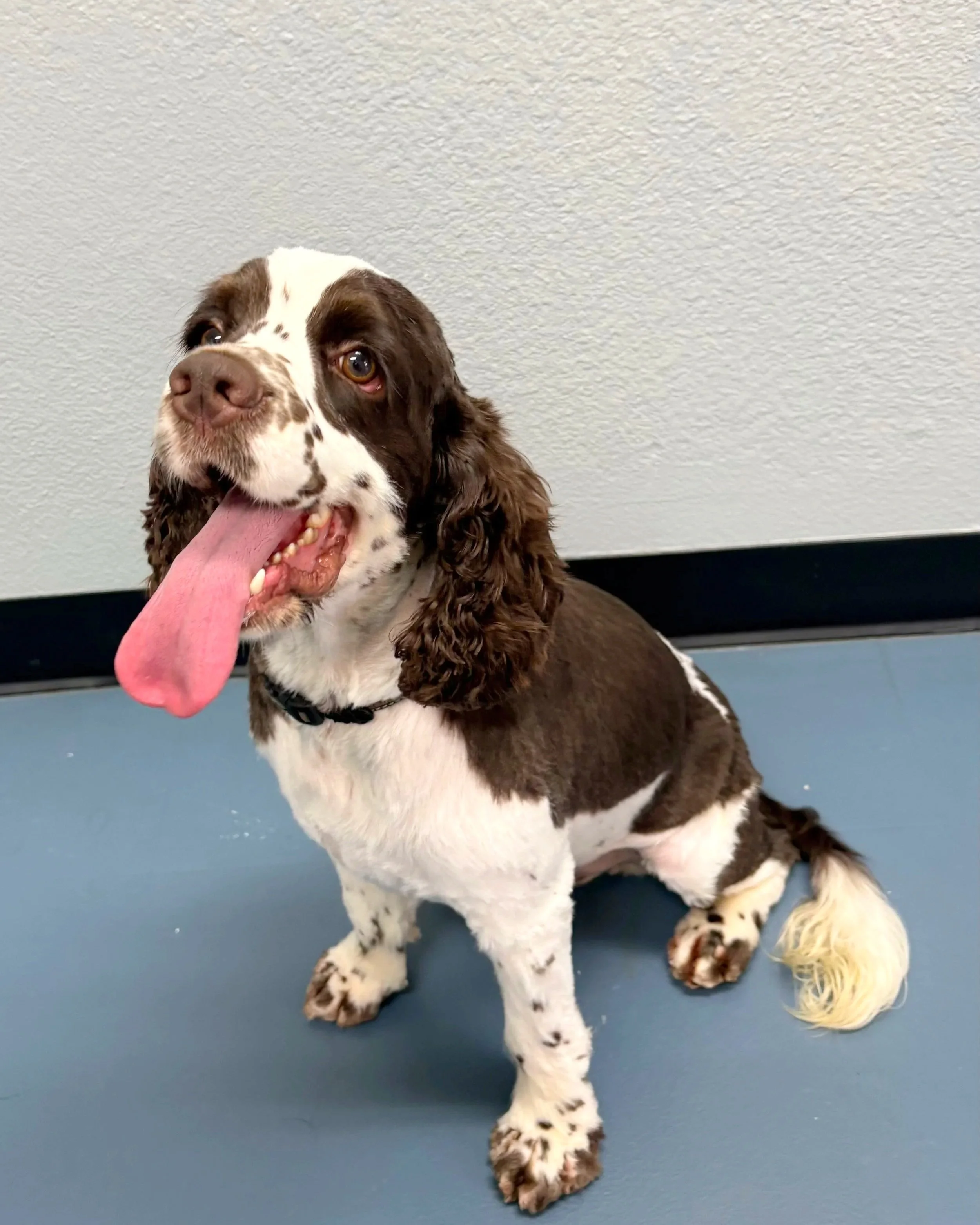 Pet available for adoption - Smudge the dog