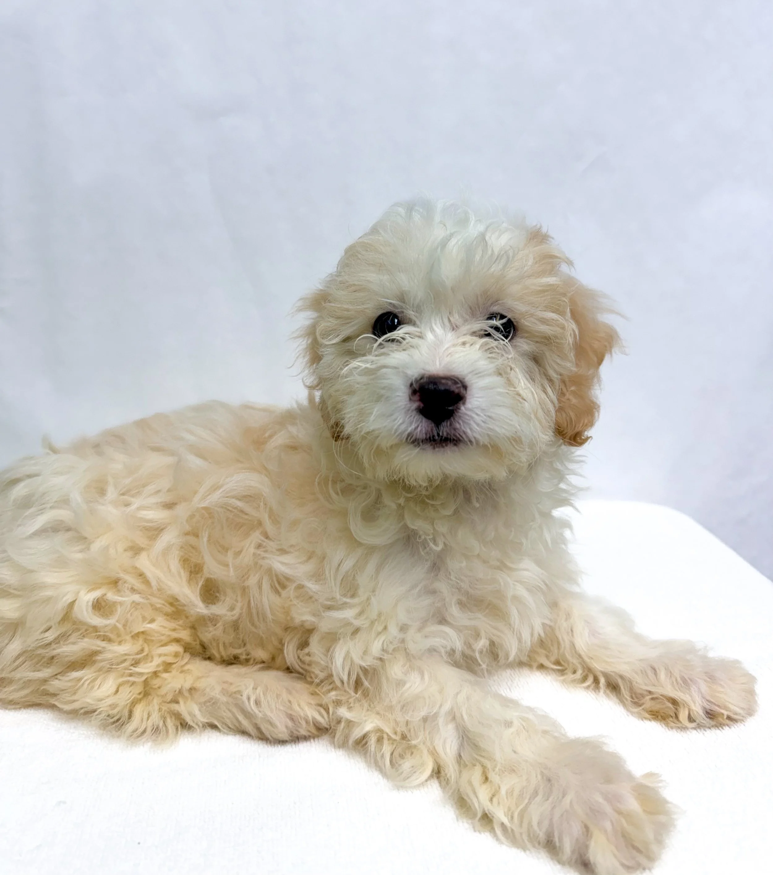 Waffles/ Male Age 6 Weeks/ Please note: Pets listed as “Coming Soon” are not yet available. We don’t know exactly when they will be available, so please check our website for updates.