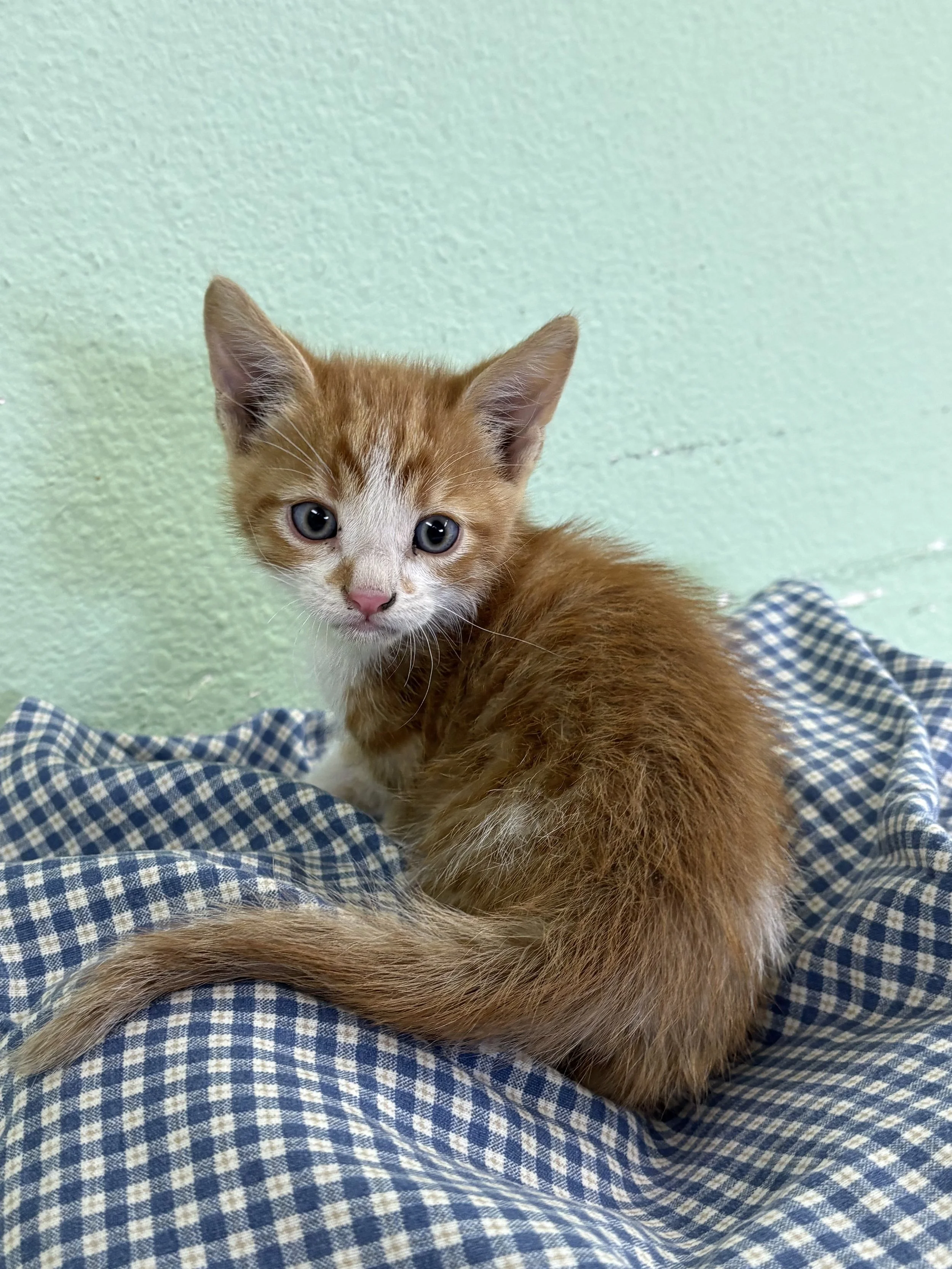 Sir Meow/ Male/ 6 Weeks