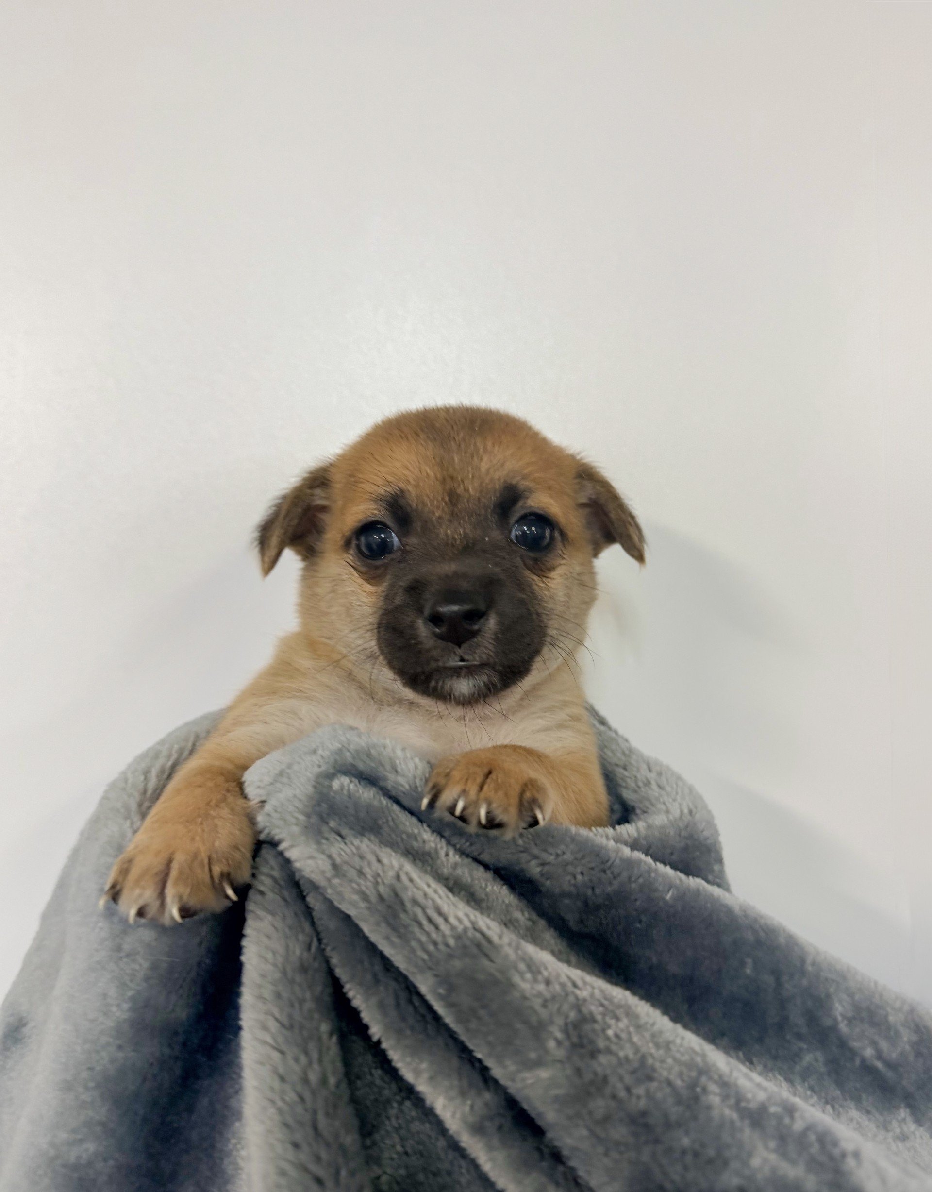 Mittens/Female/4 weeks