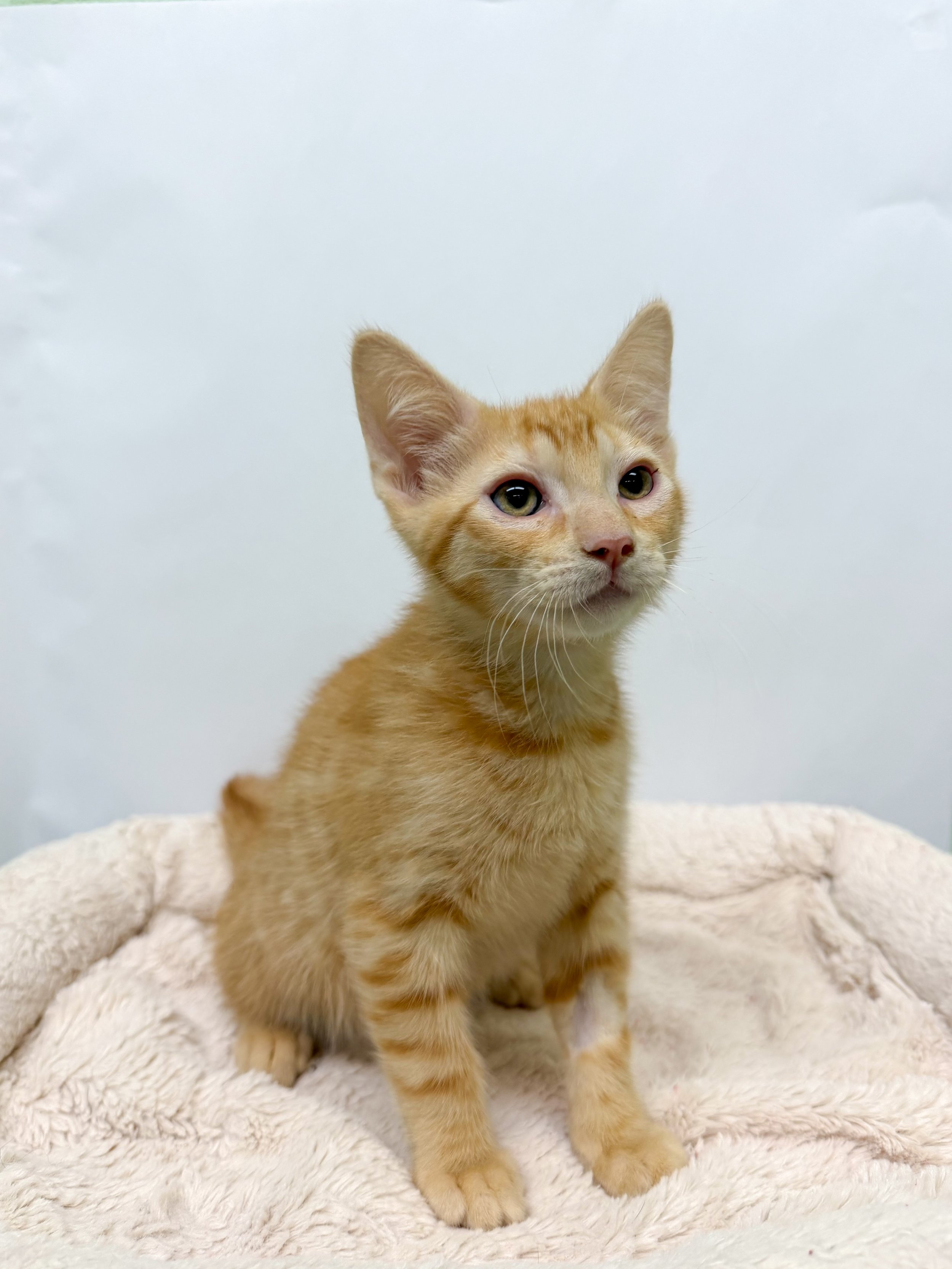 Rusty/ Male/ 11 Weeks
